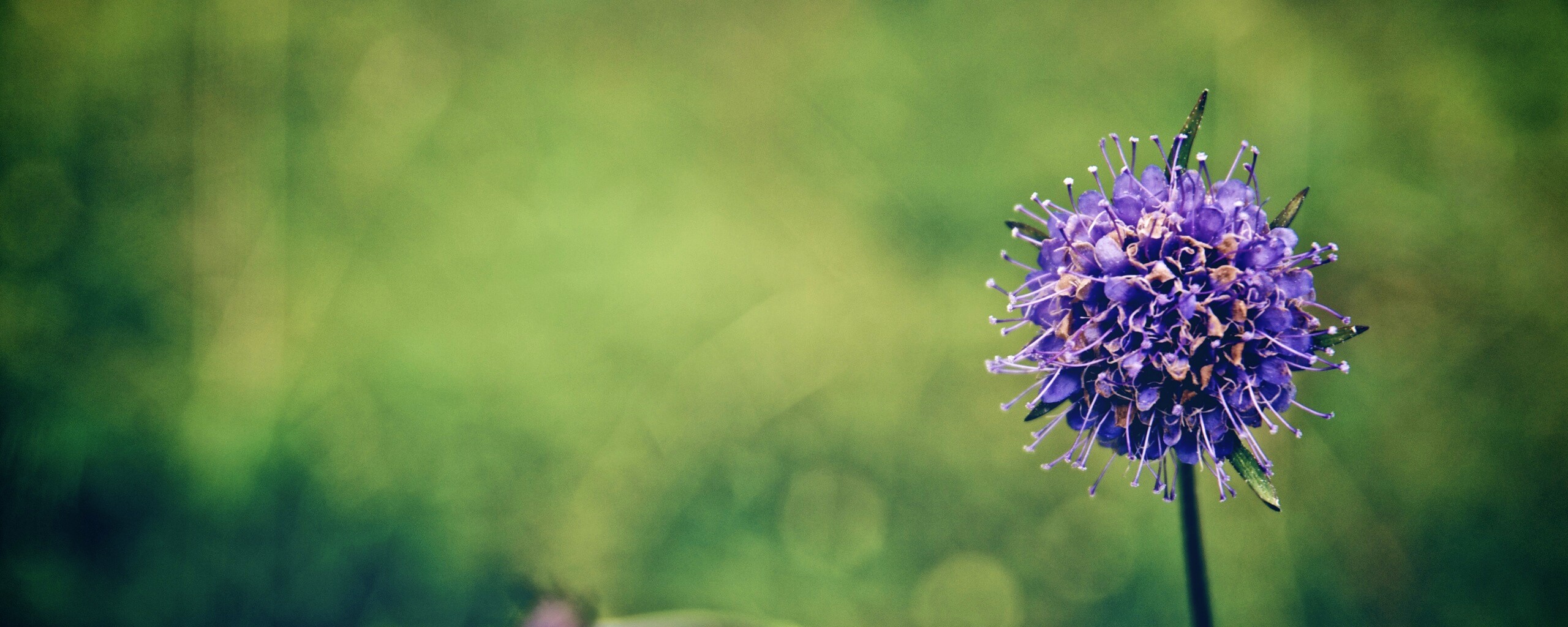 Цветок в макро обои