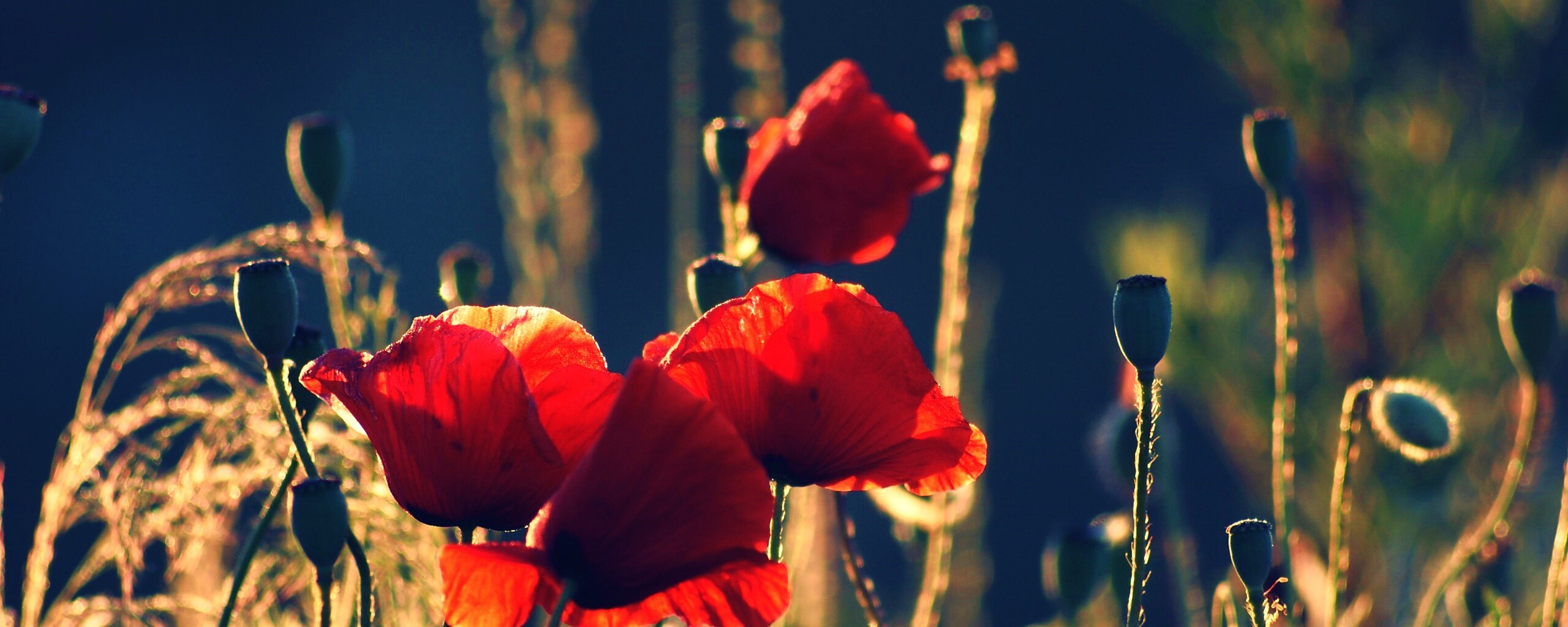 Макро фото мака обои