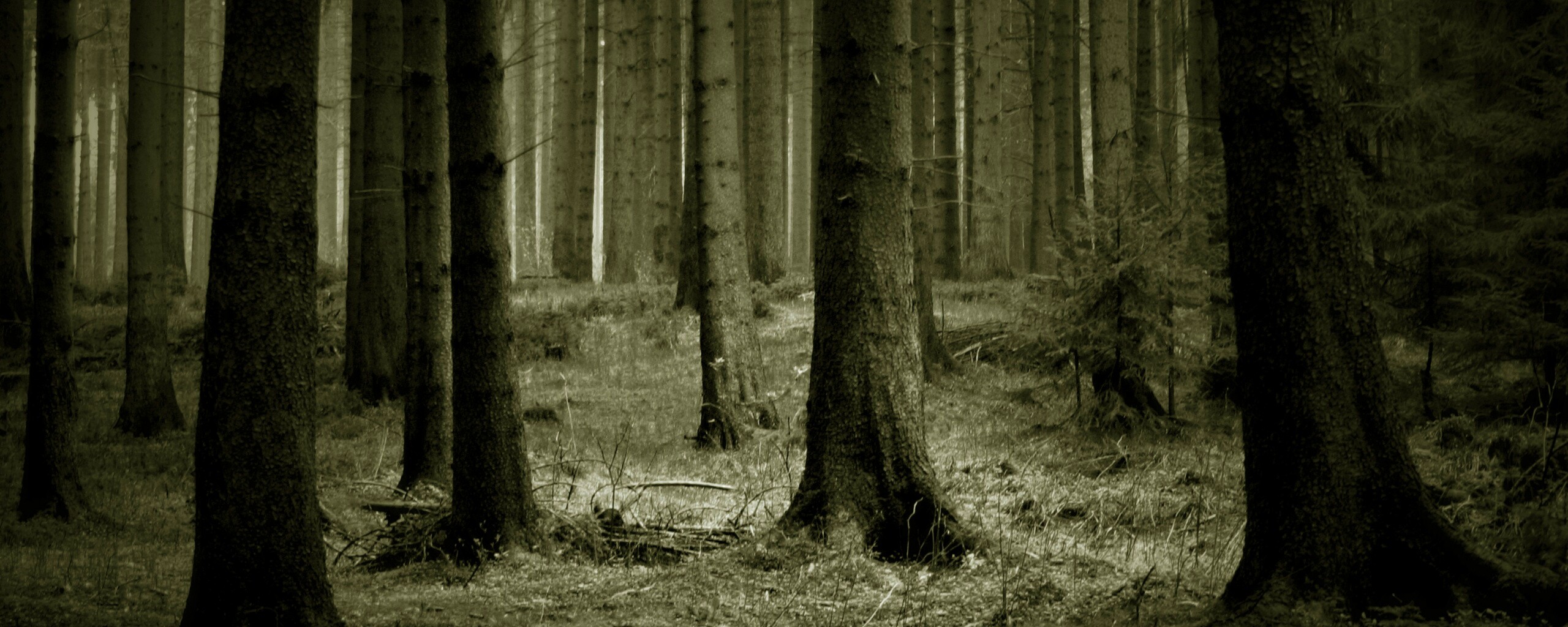 Темный лес обои