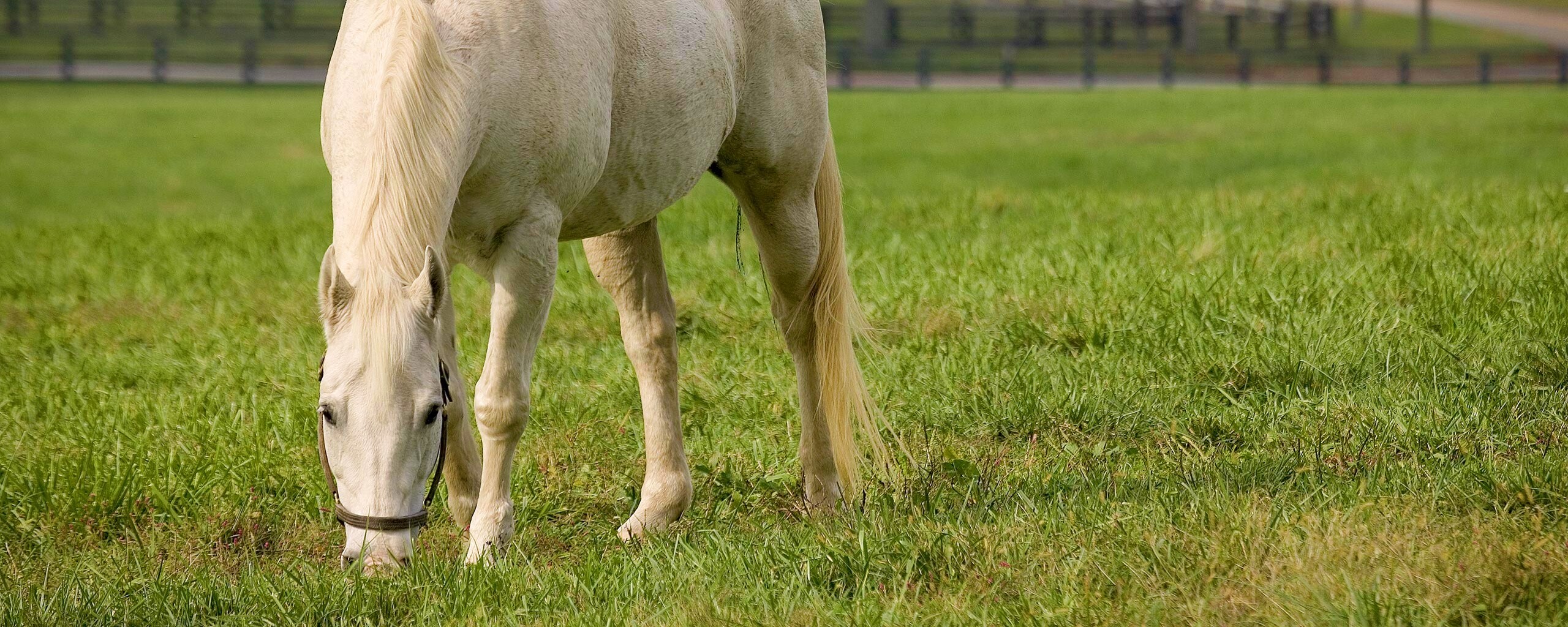 Красивая белая лошадь обои