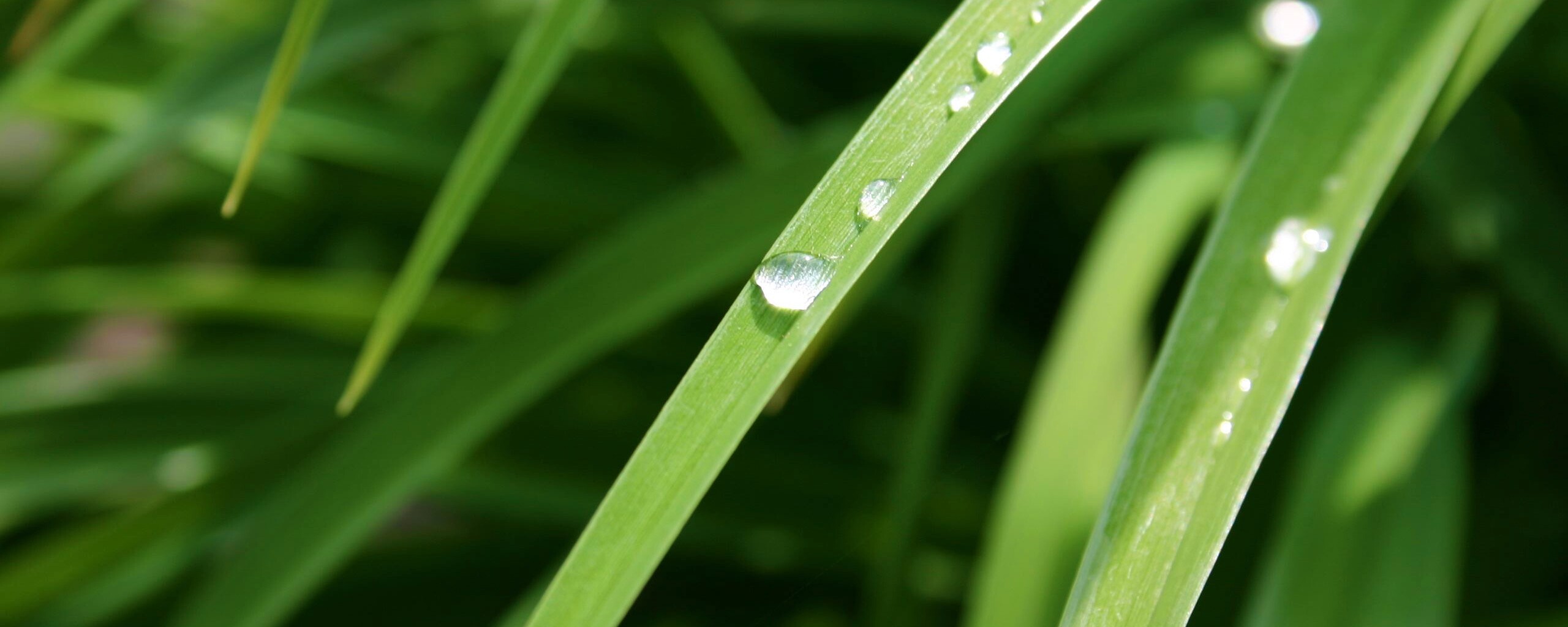 Капли росы на траве обои