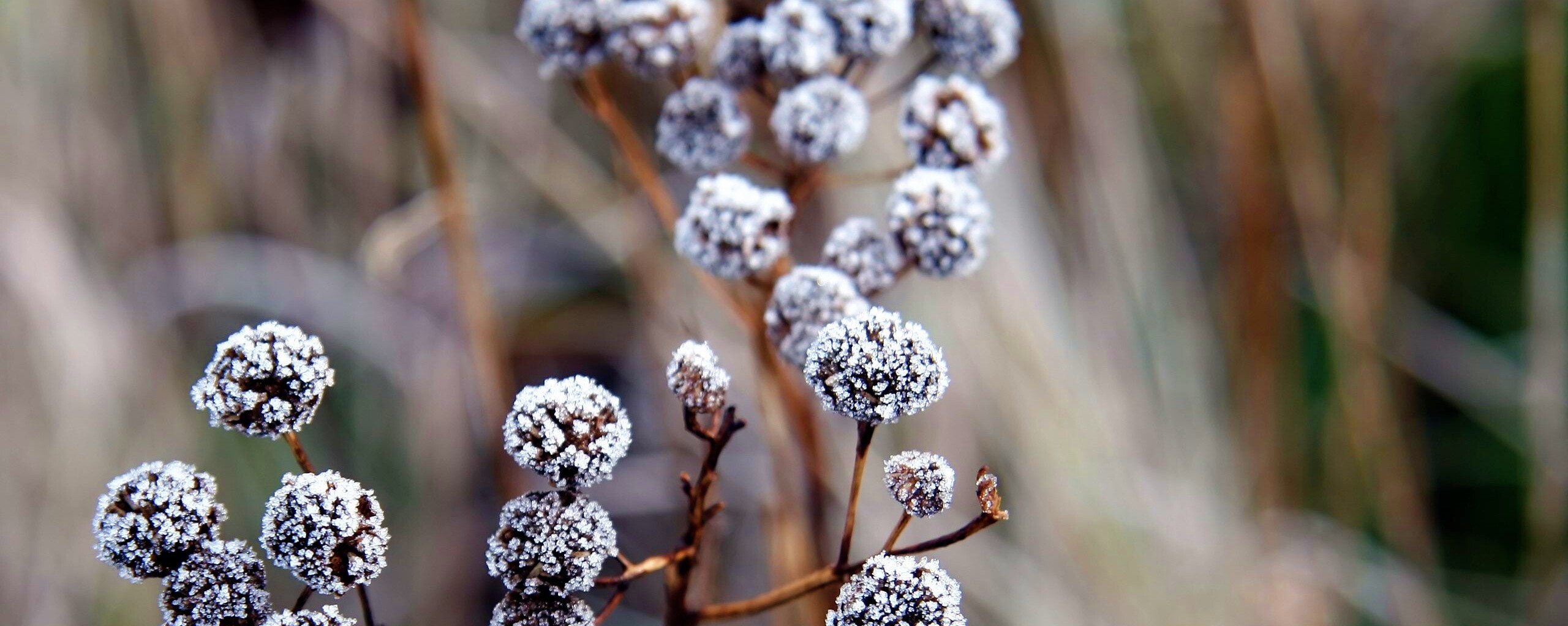 Ледяные цветы обои