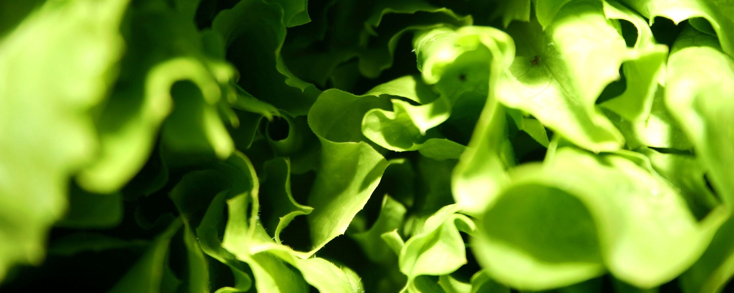 Зеленая листва обои