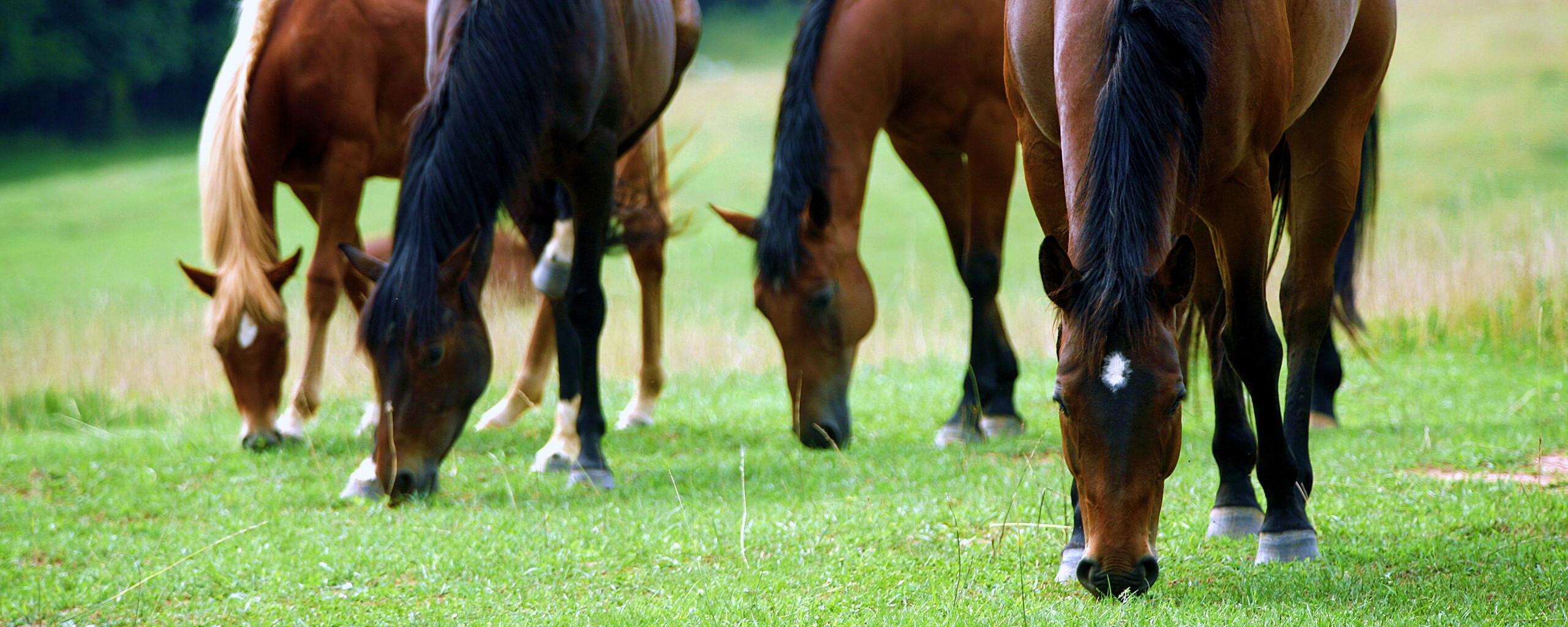 Время пощипать травку обои