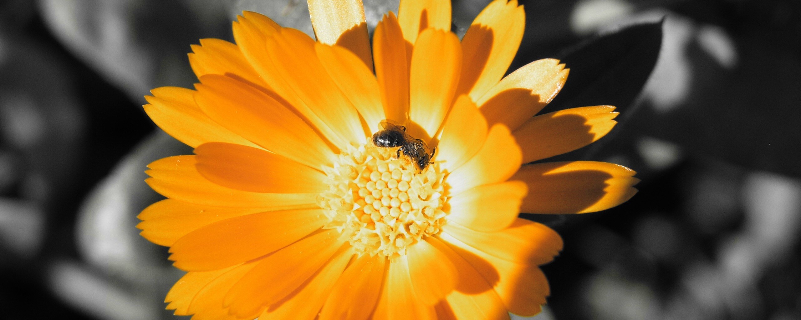 Оса на цветке обои