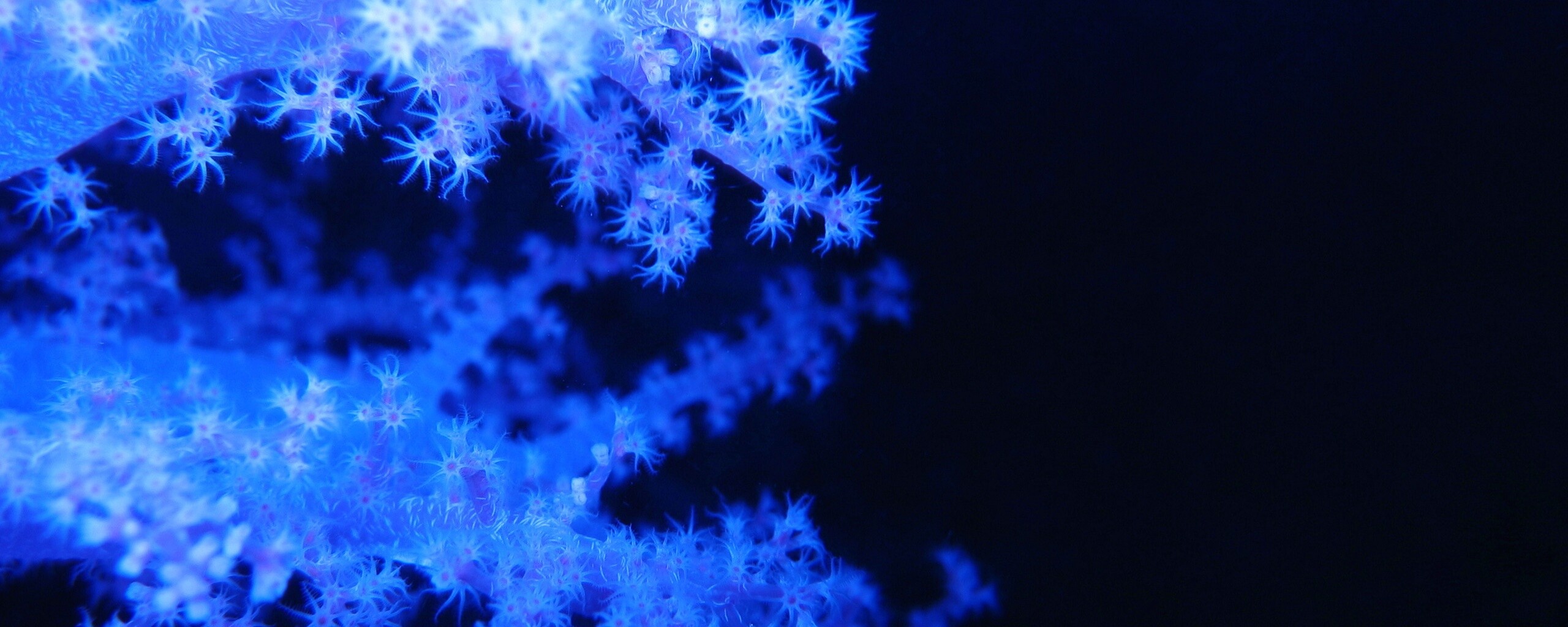 Кораллы обои