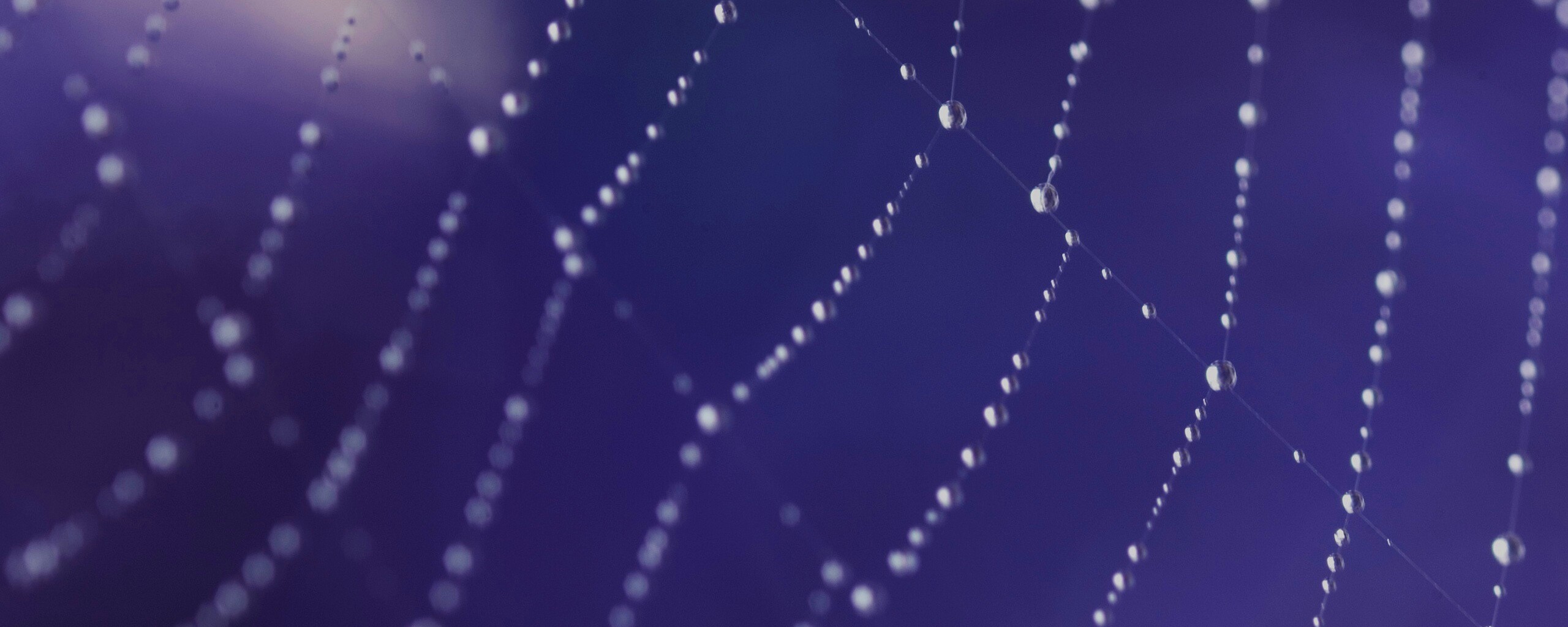 Паучья сеть обои