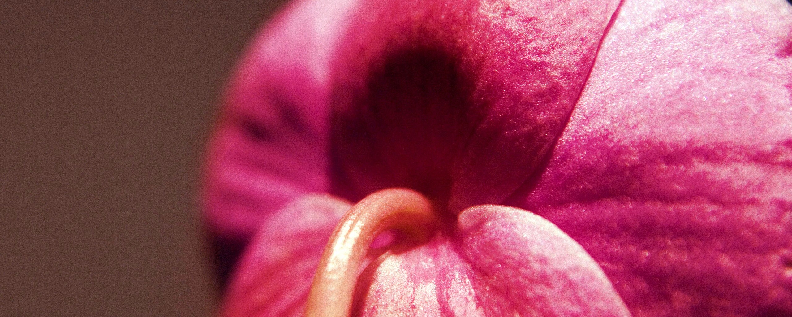 Розовый стебель обои