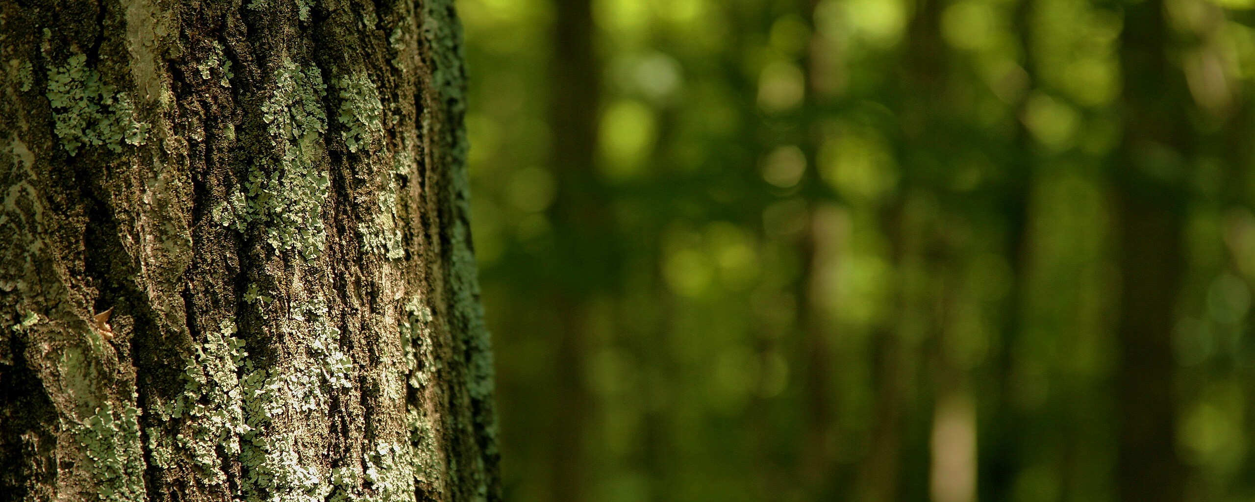 Ствол дерева обои