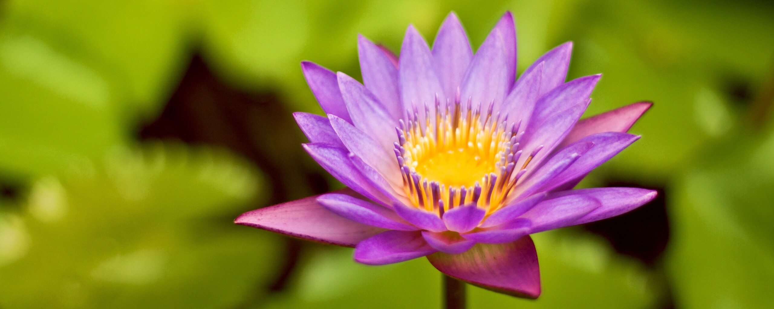 Фиолетовый цветок обои