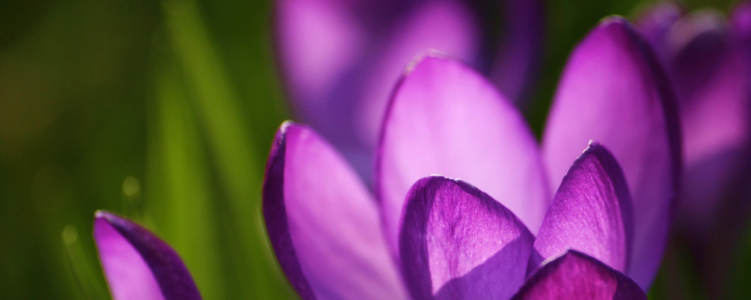 Фиолетовый крокус обои