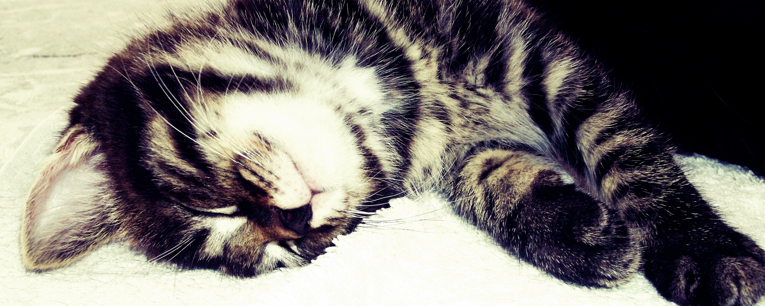 Довольный кот обои