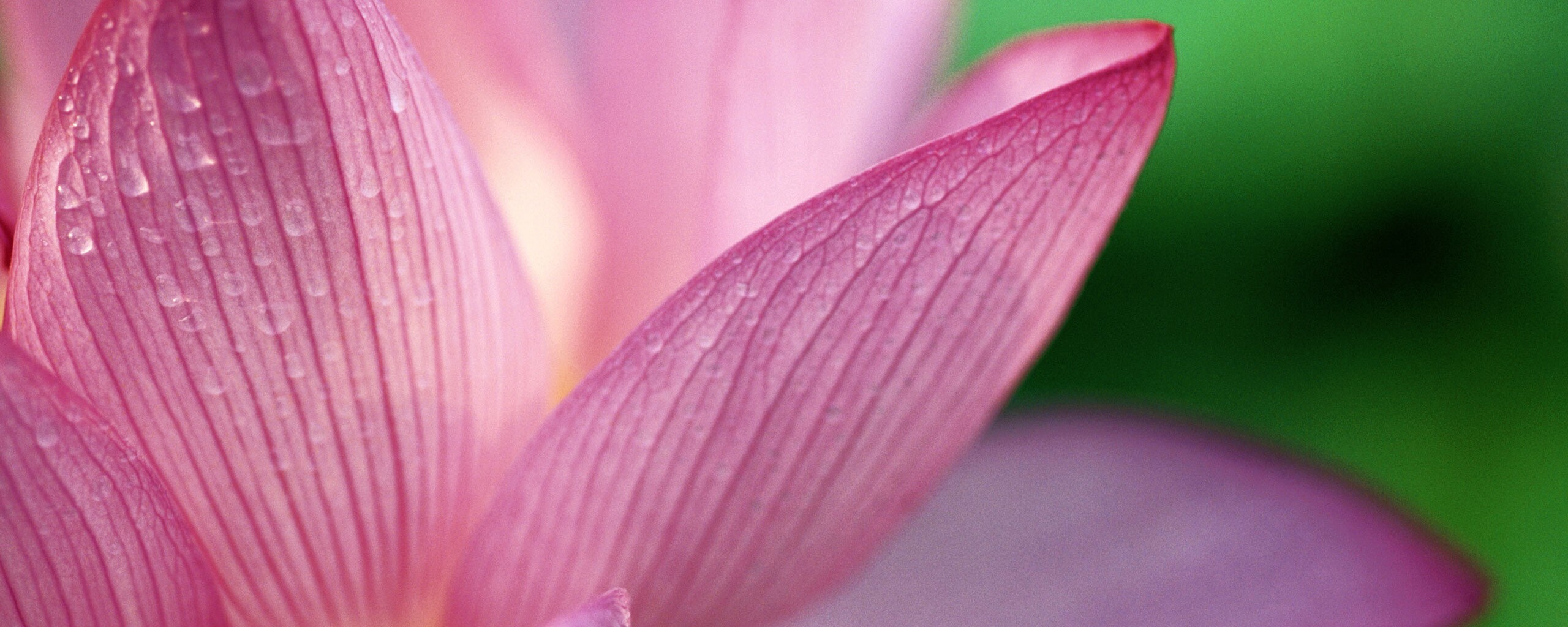 Лепестки цветов обои