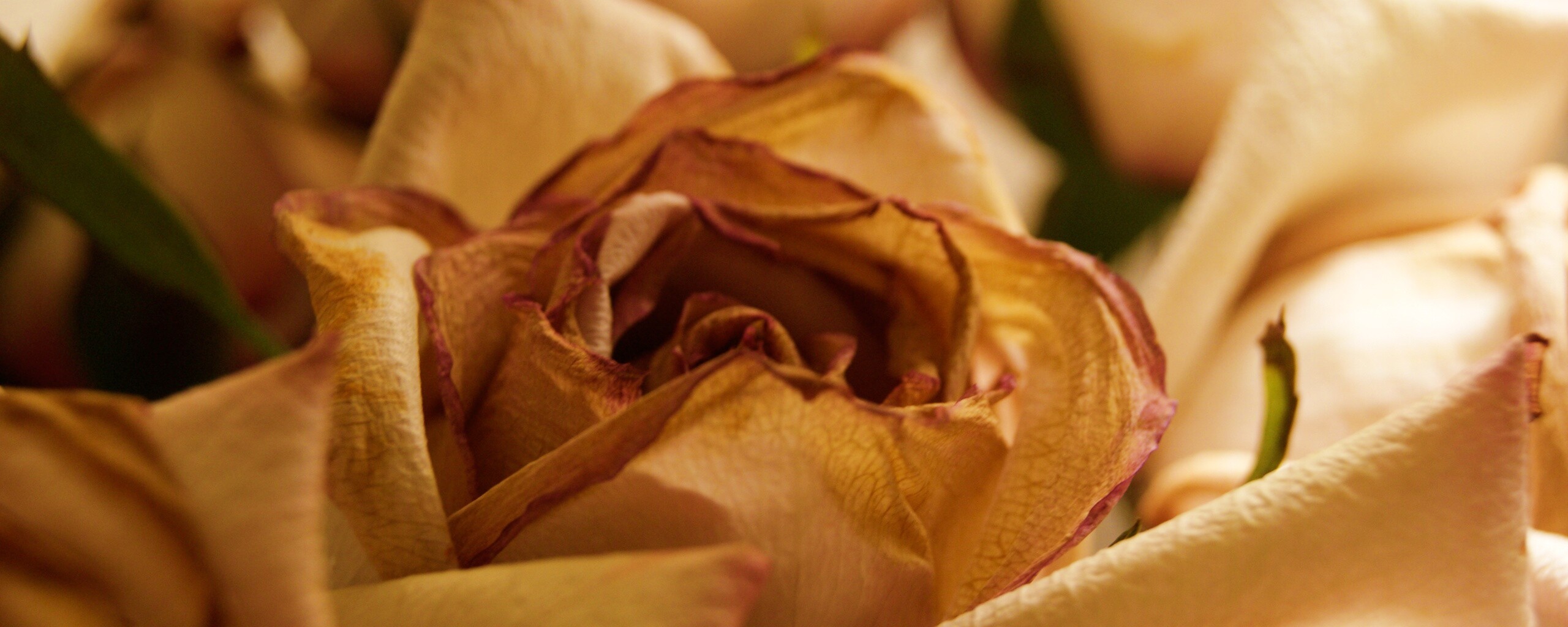 Увядающая роза обои