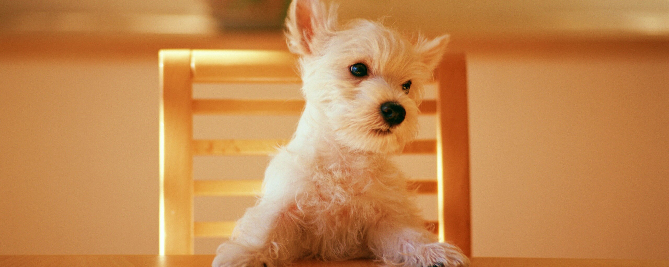 Щенок на стуле обои