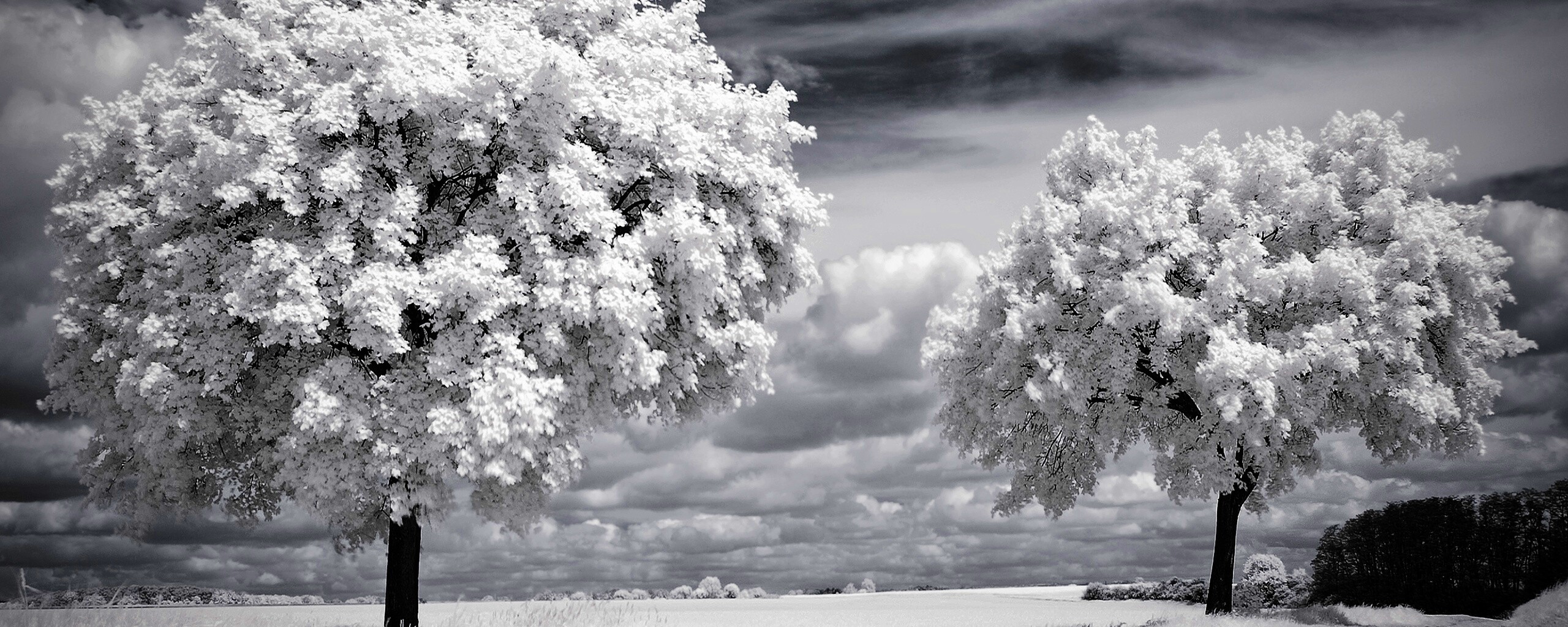 Деревья в цвету обои