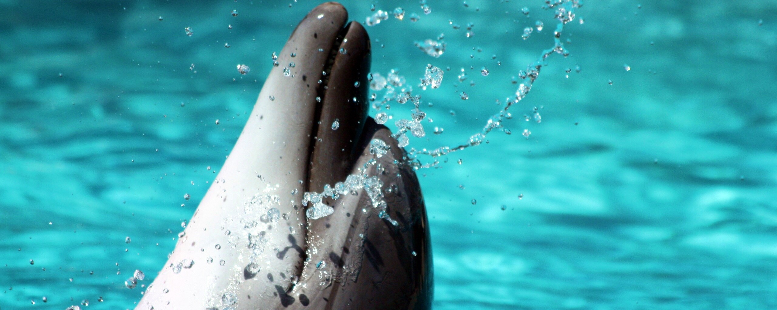 Дельфин обои