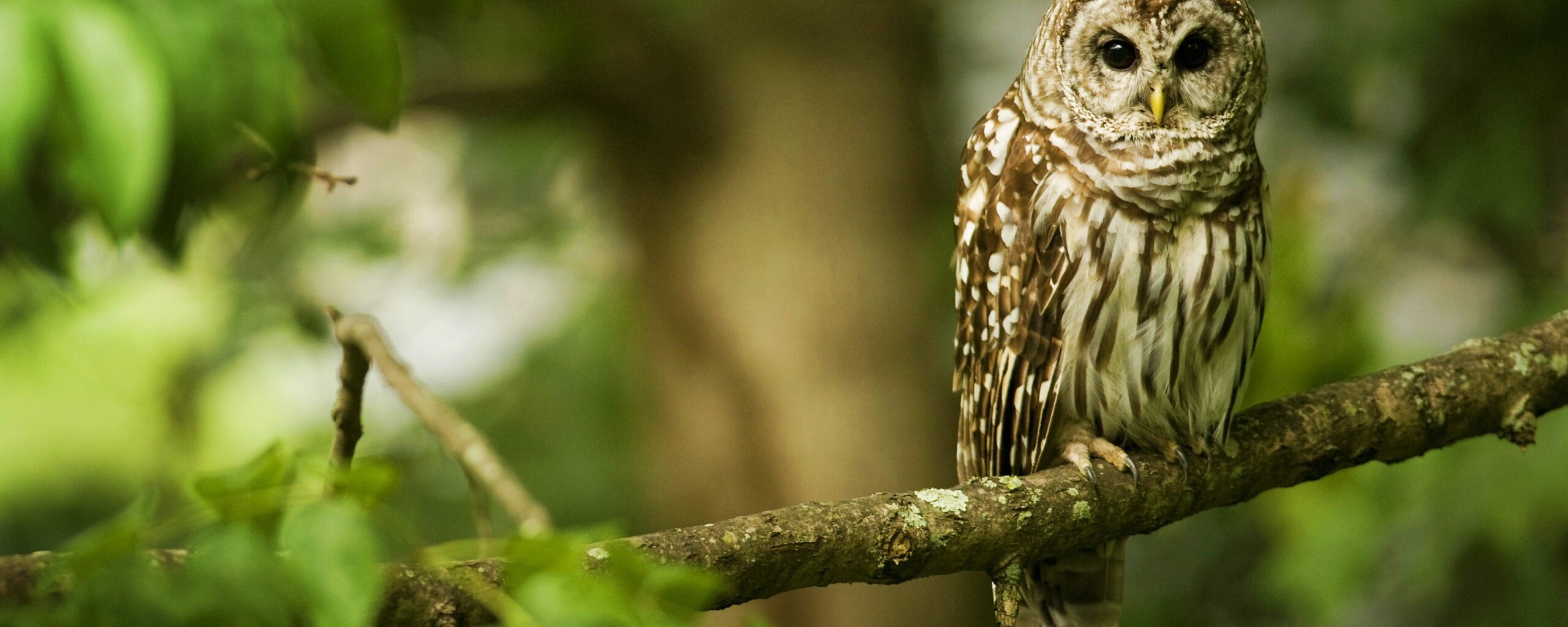 Сова на ветке обои