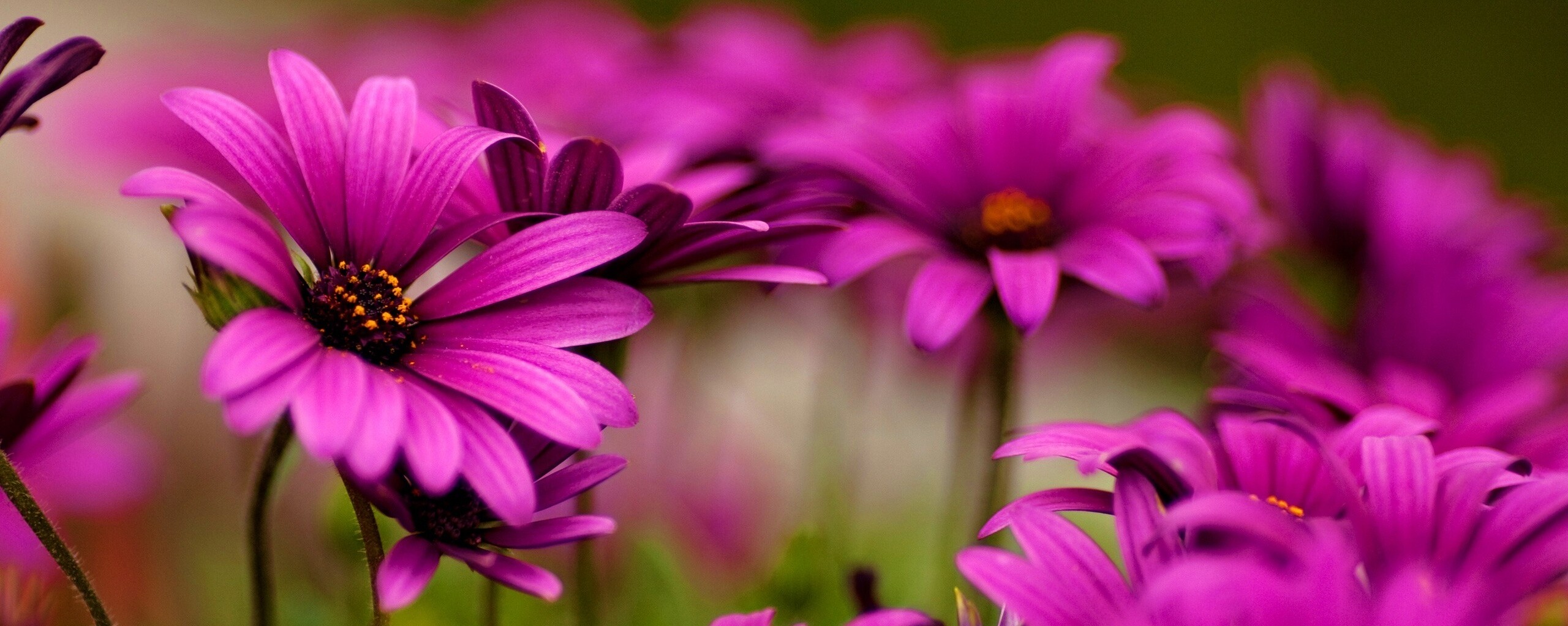 Яркие фиолетовые цветы обои