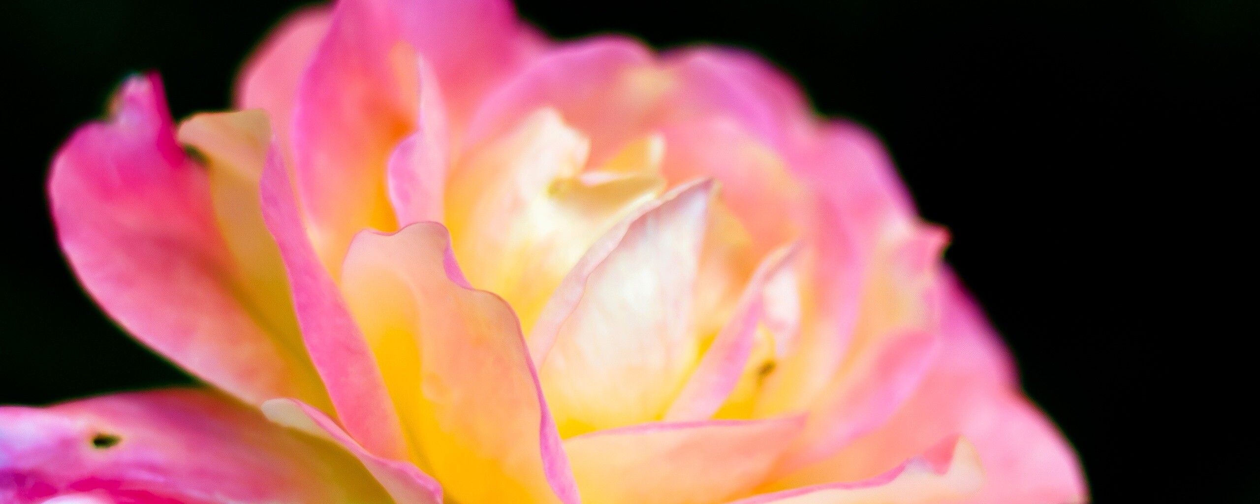 Картинка с нежным розовым цветком обои