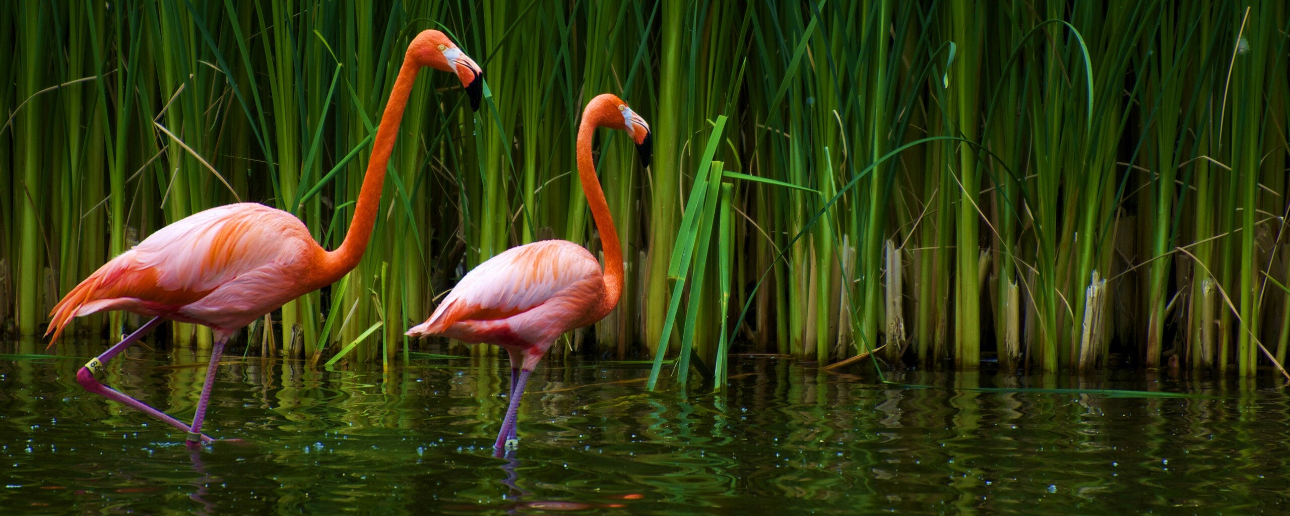 Красивые розовые фламинго на озере обои