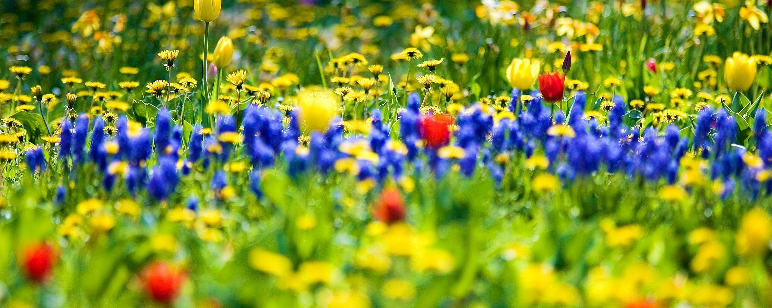 Все краски весны обои