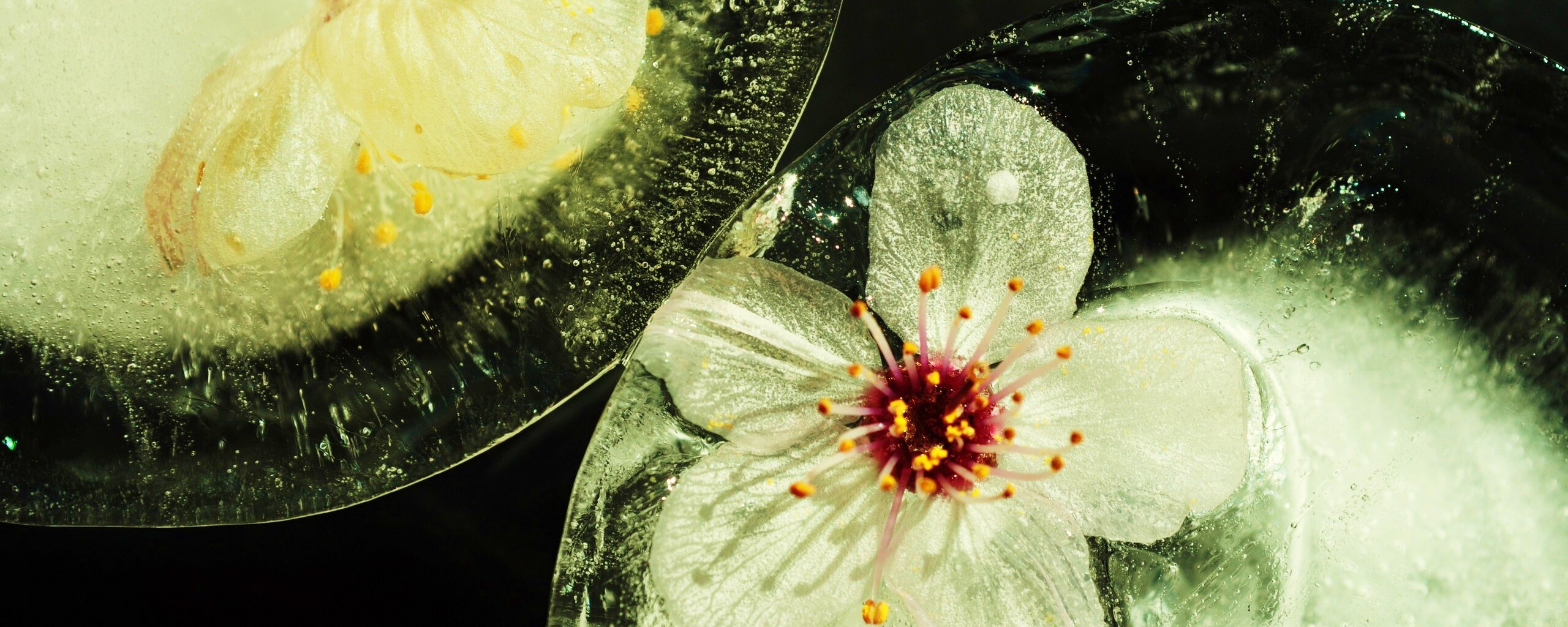 Цветы вишни во льду обои