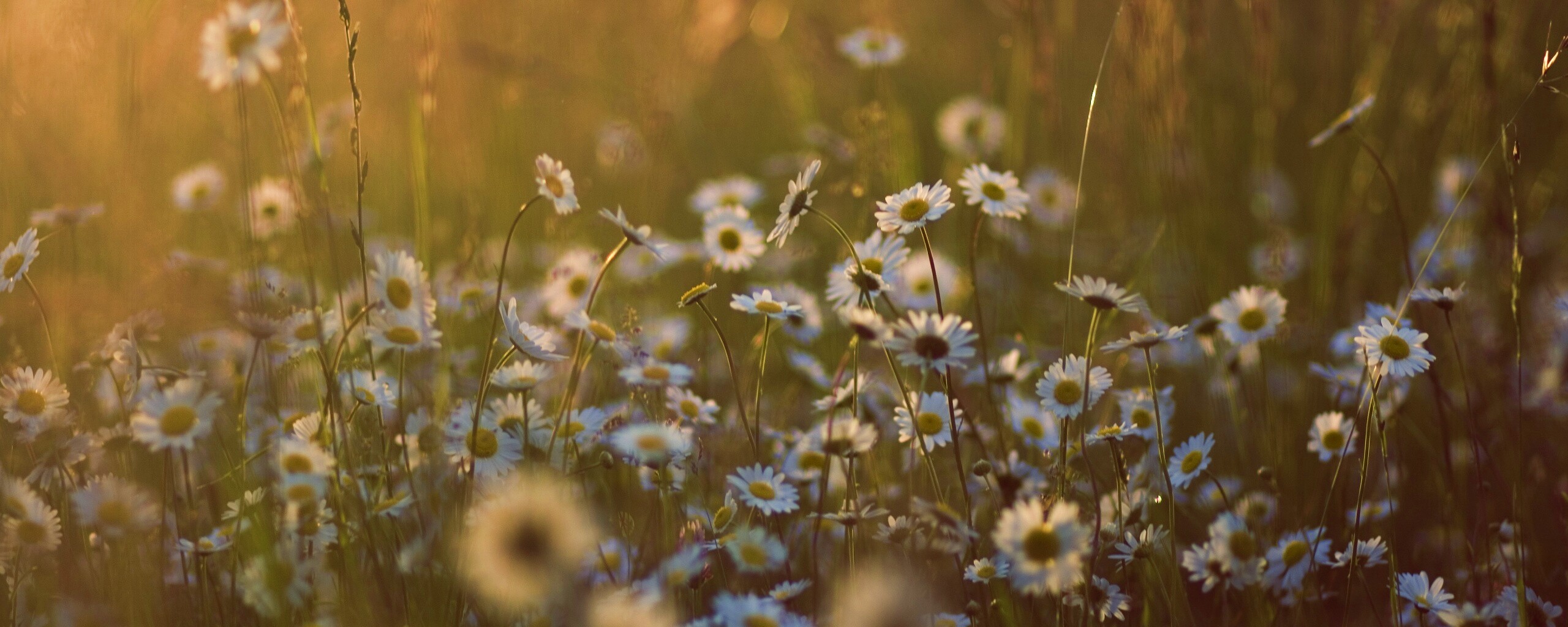 Поле ромашек обои