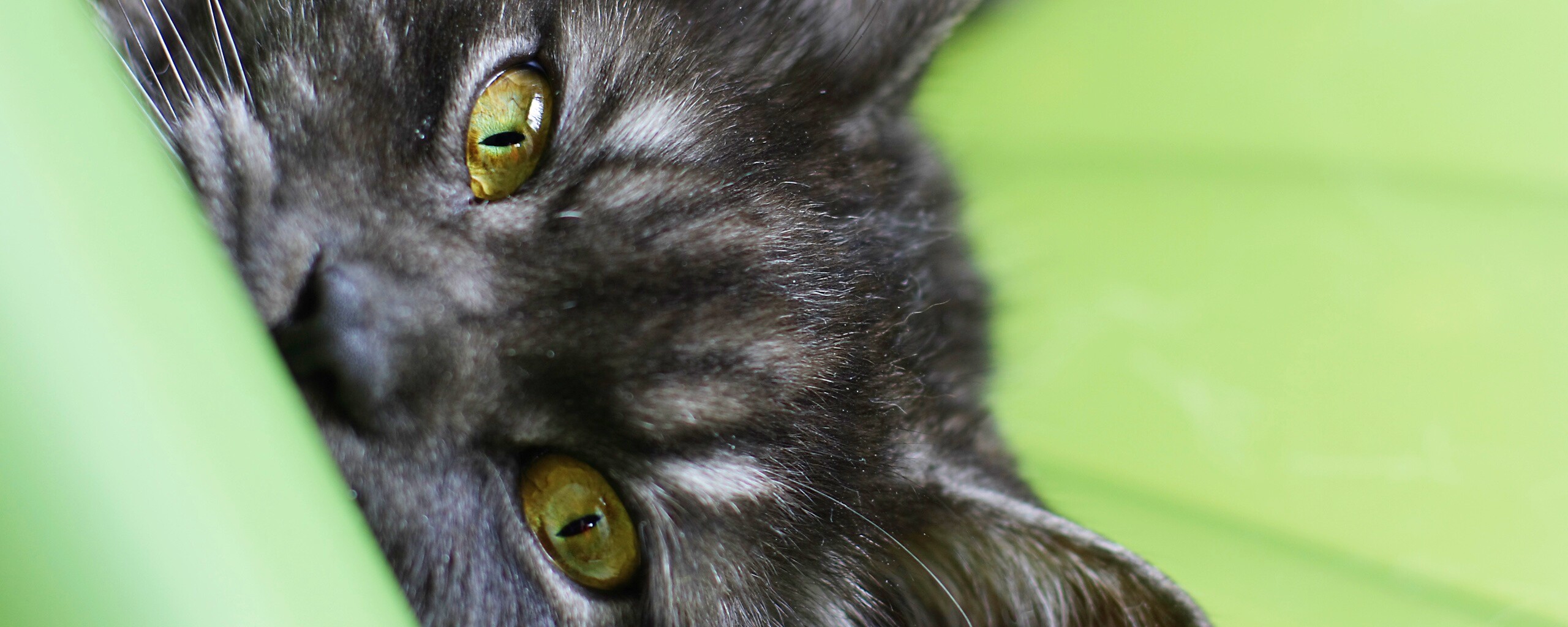 Глаза и уши обои