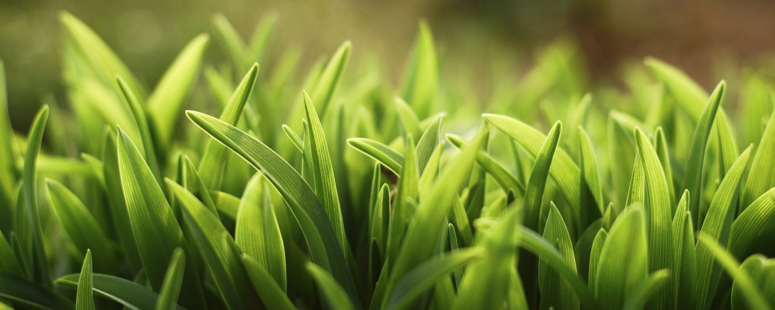 Сочная нежная трава обои