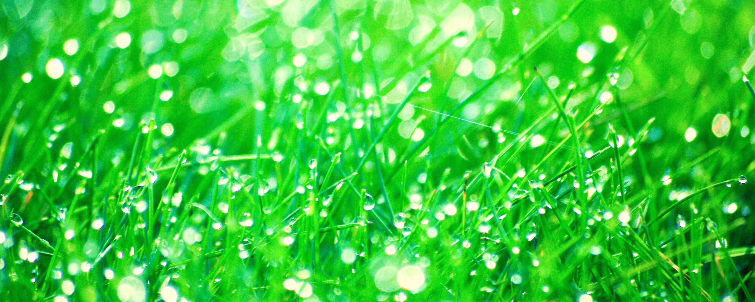 Трава в росе обои