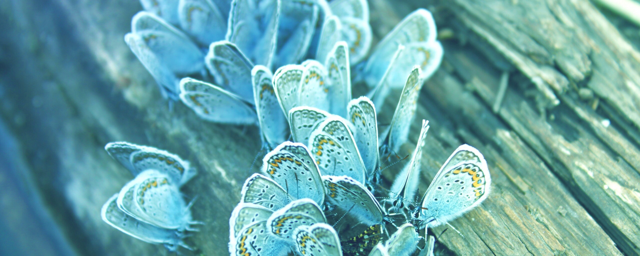 Голубые бабочки обои