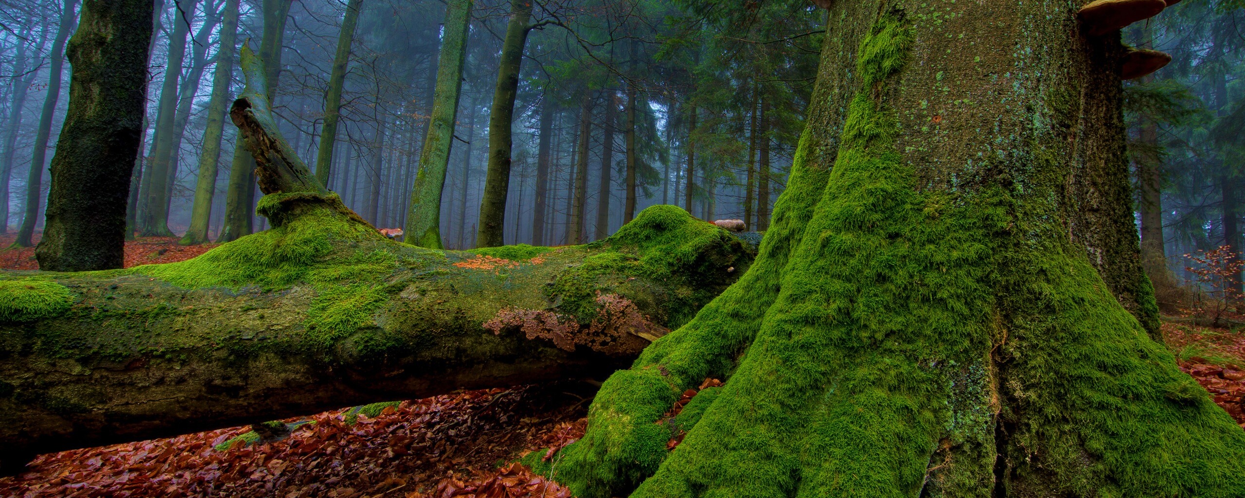 Дерево, поросшее мхом обои