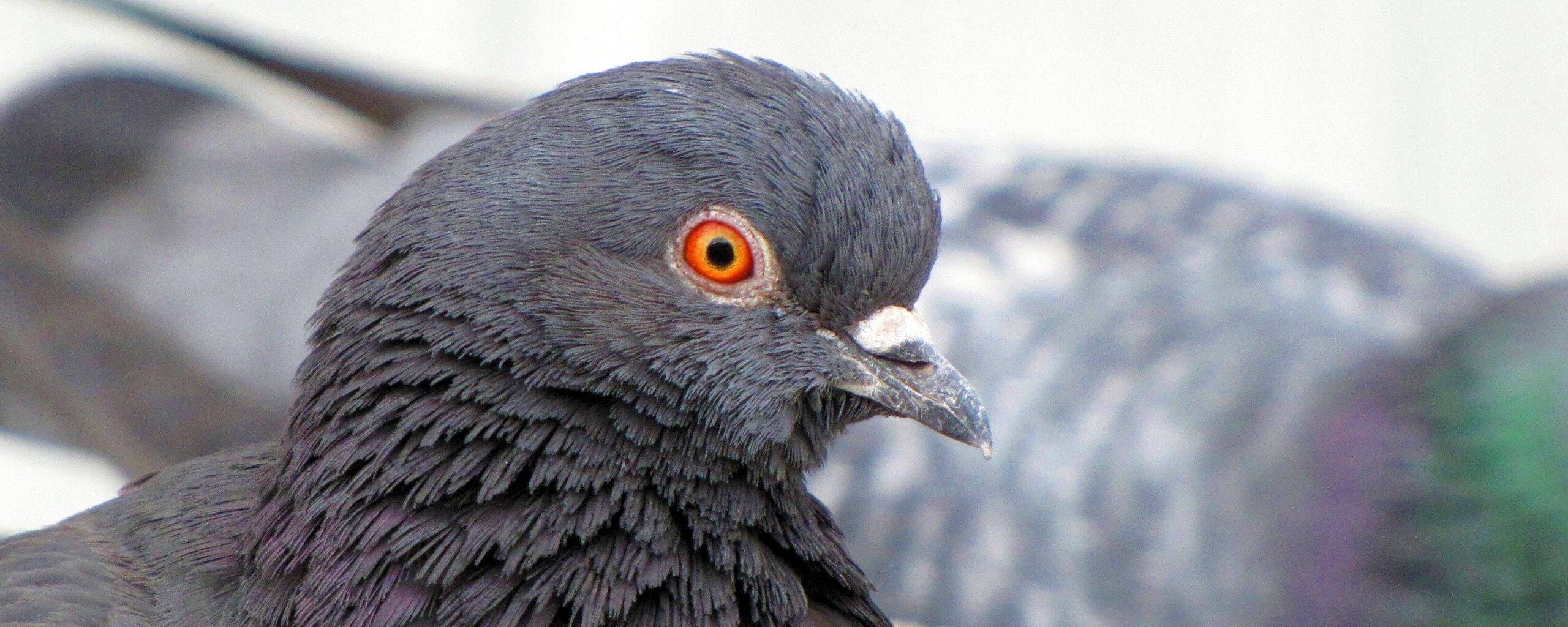 Смотрит в самую душу обои