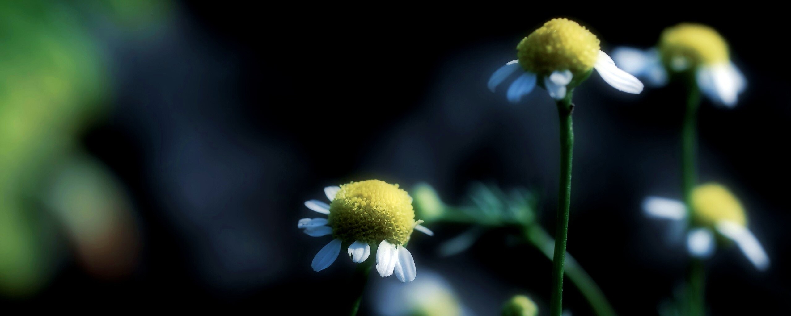 Стремный лепестун обои