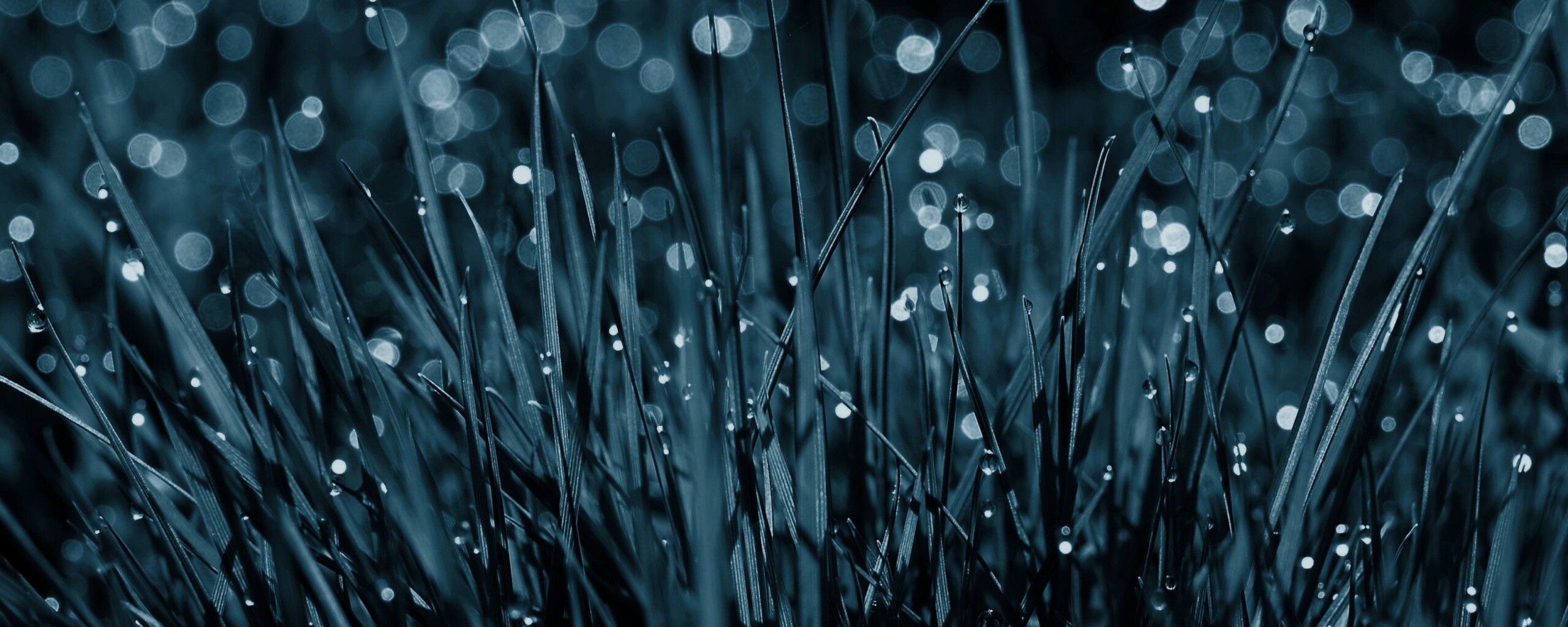 Трава ночью обои