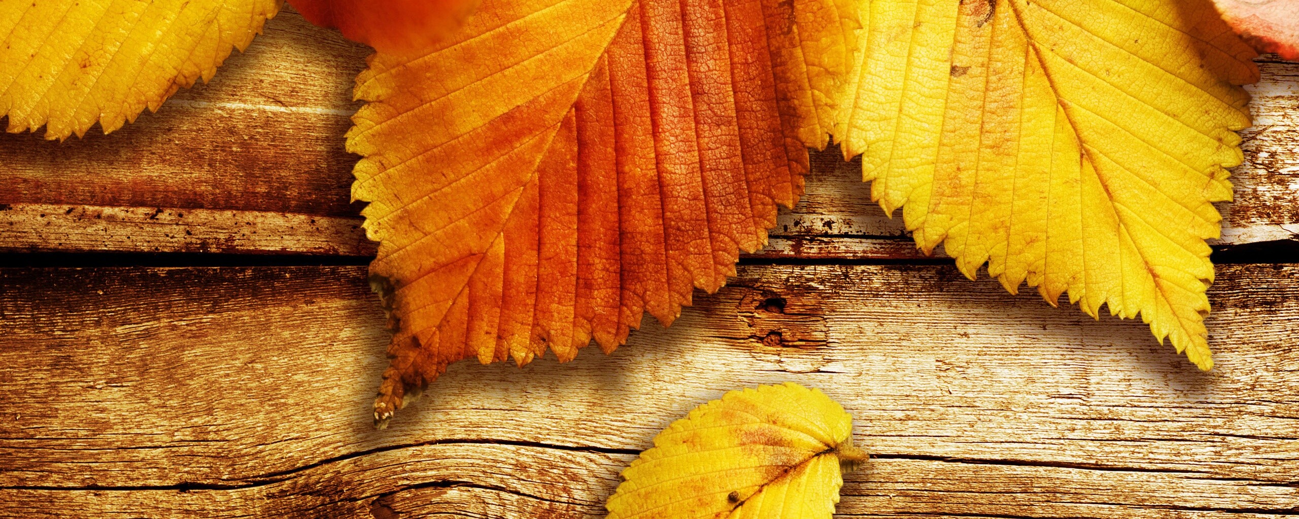 Красиво разложенные листья обои