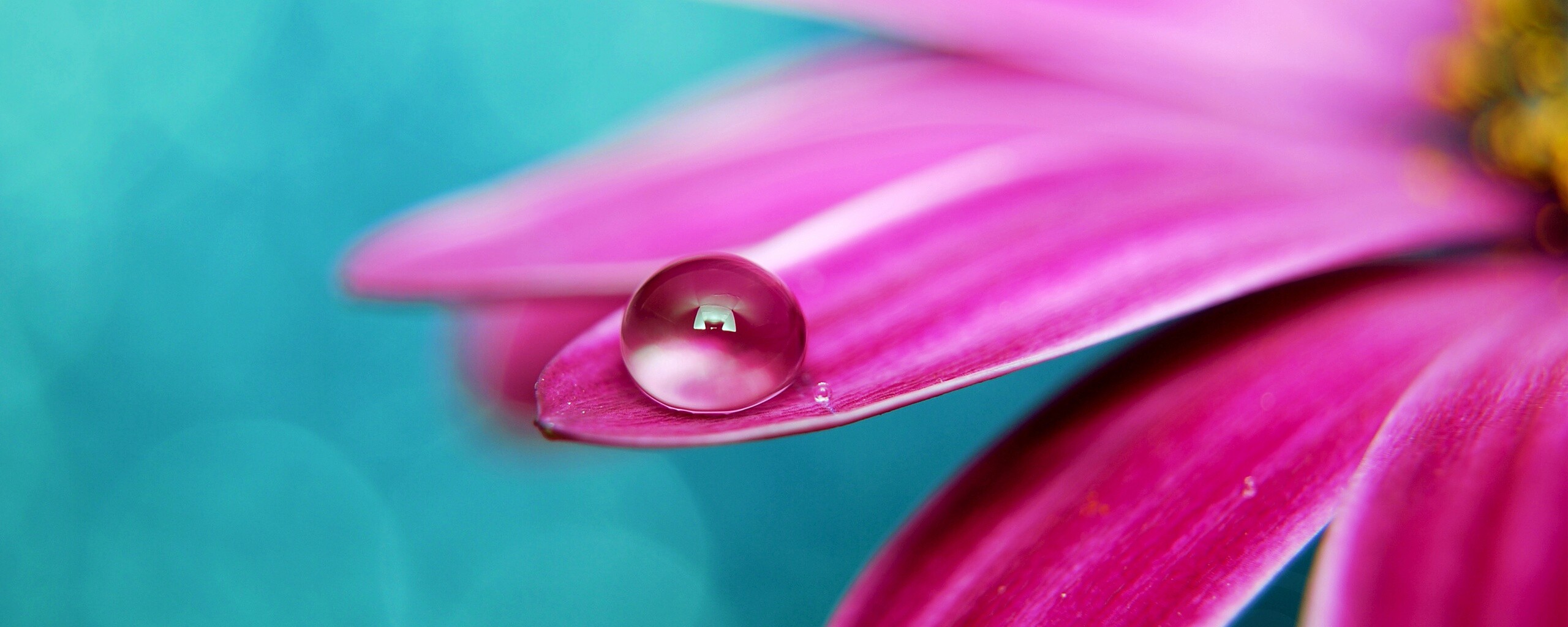 Капля на лепестке обои