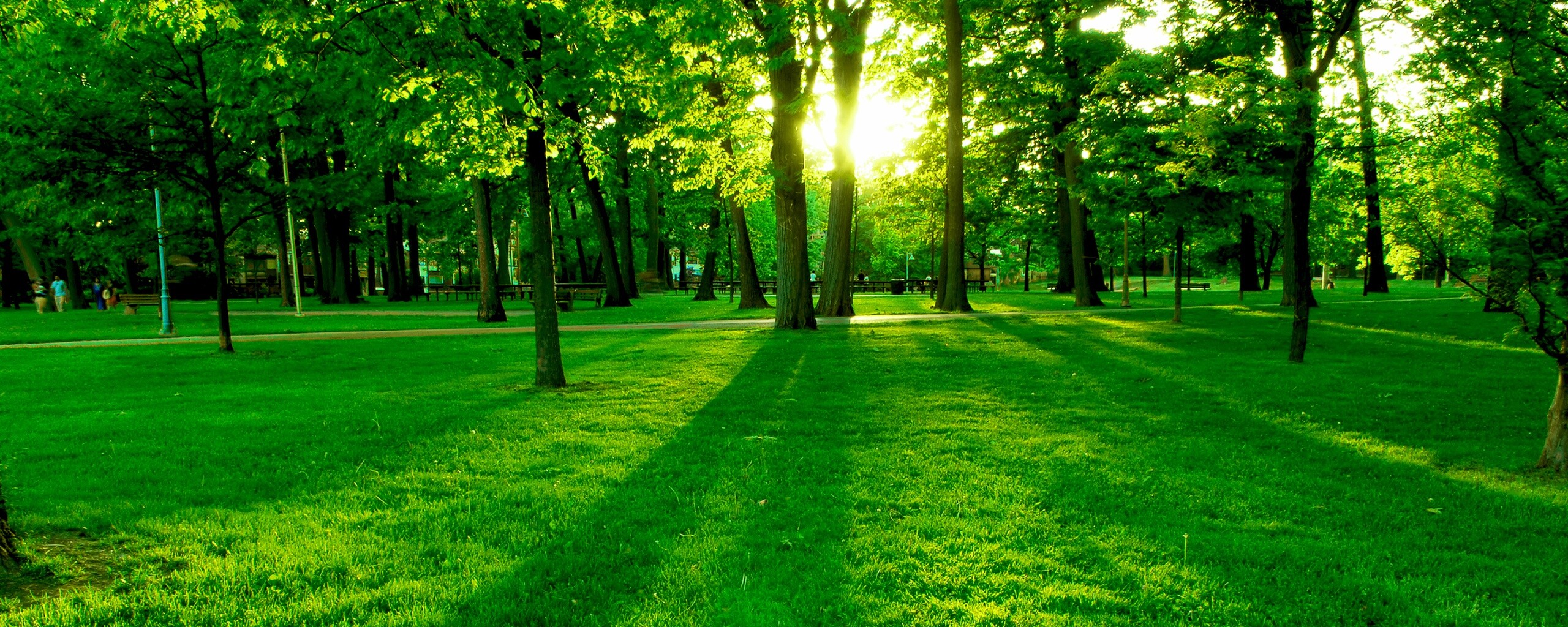 Лучи солнца сквозь листву деревьев обои