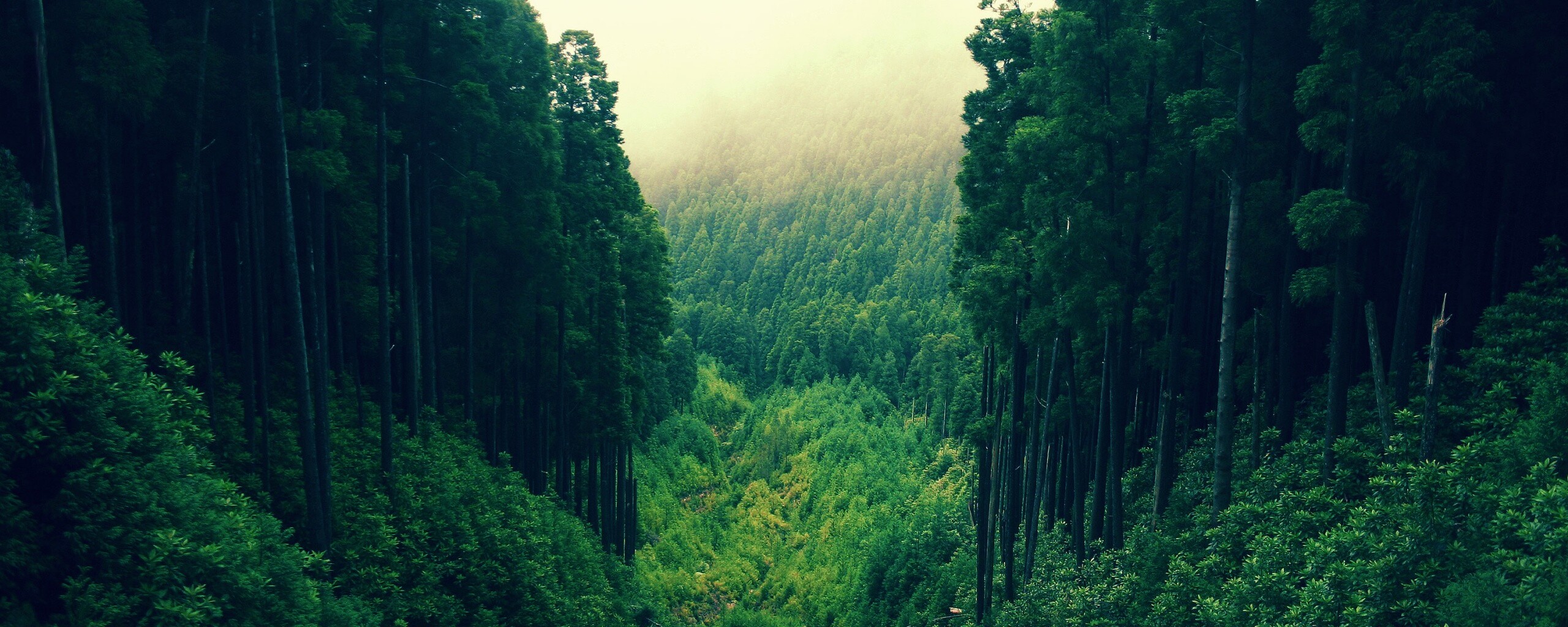 Густой лес обои