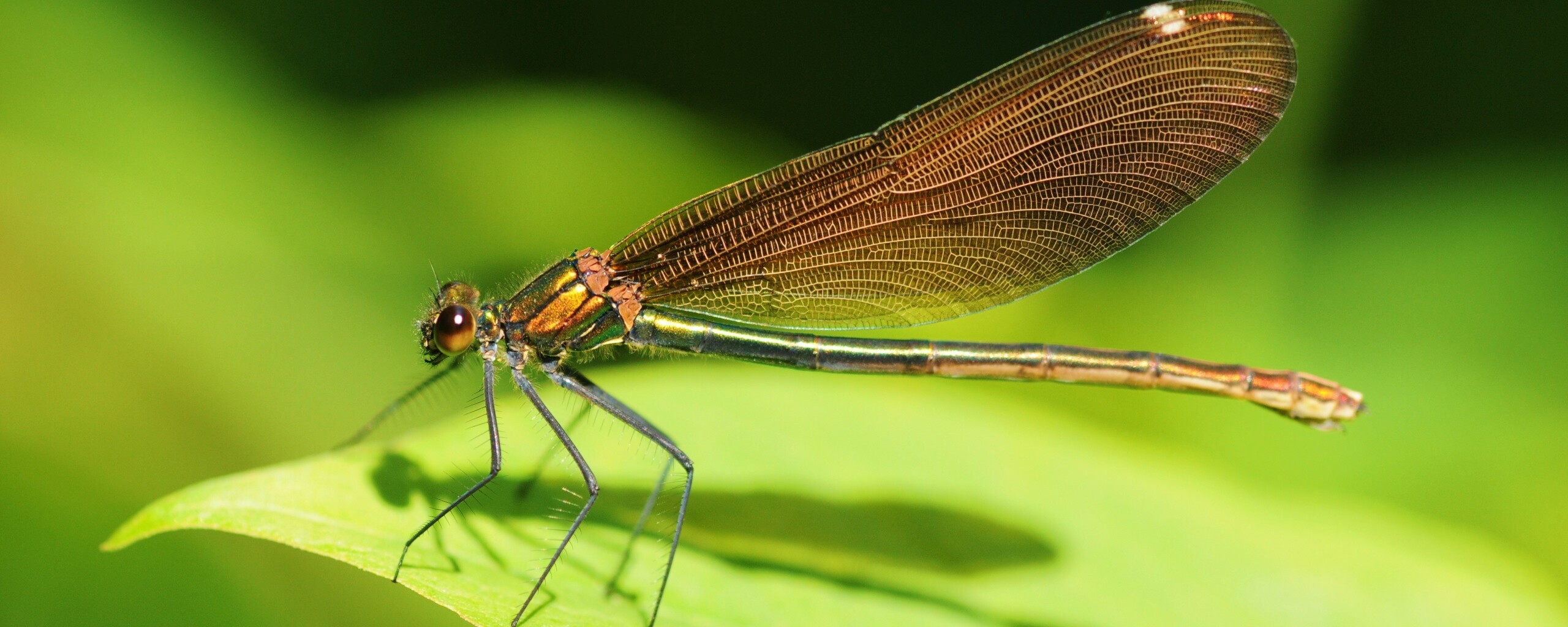 Стрекоза на листе обои