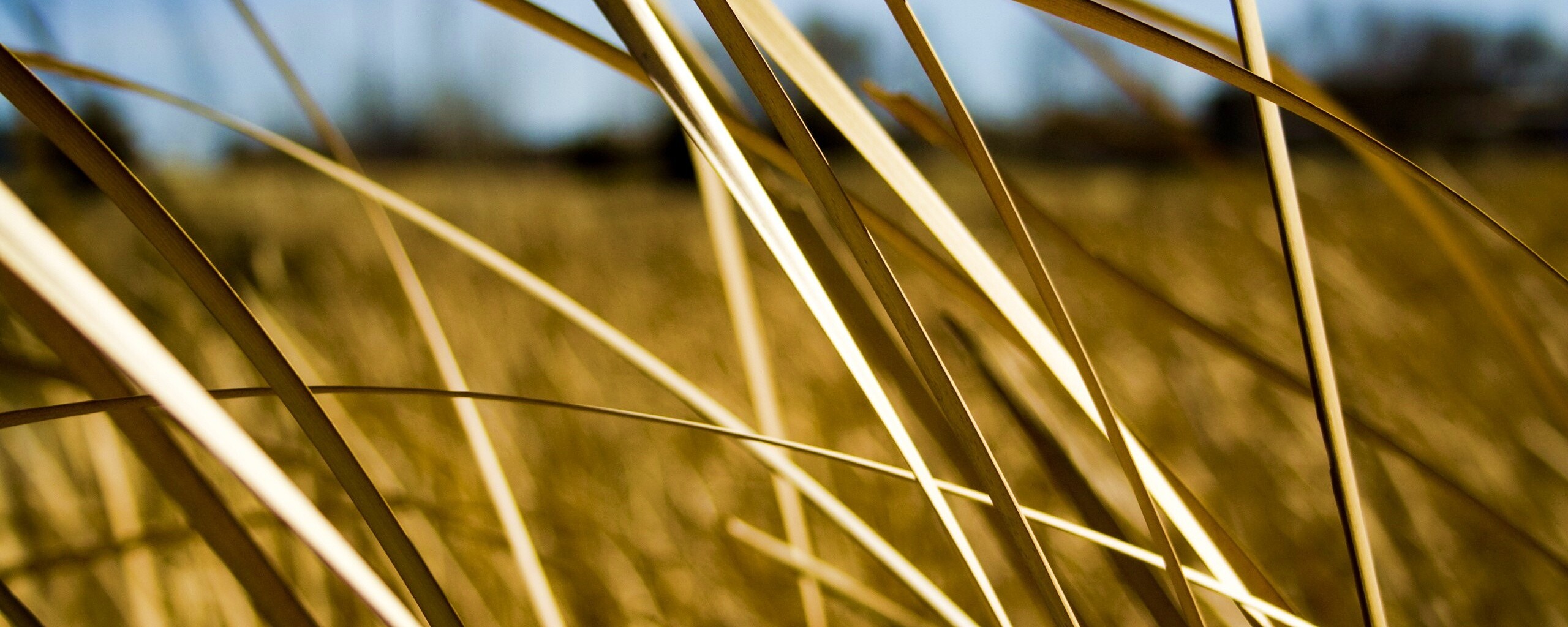 Желтая трава обои