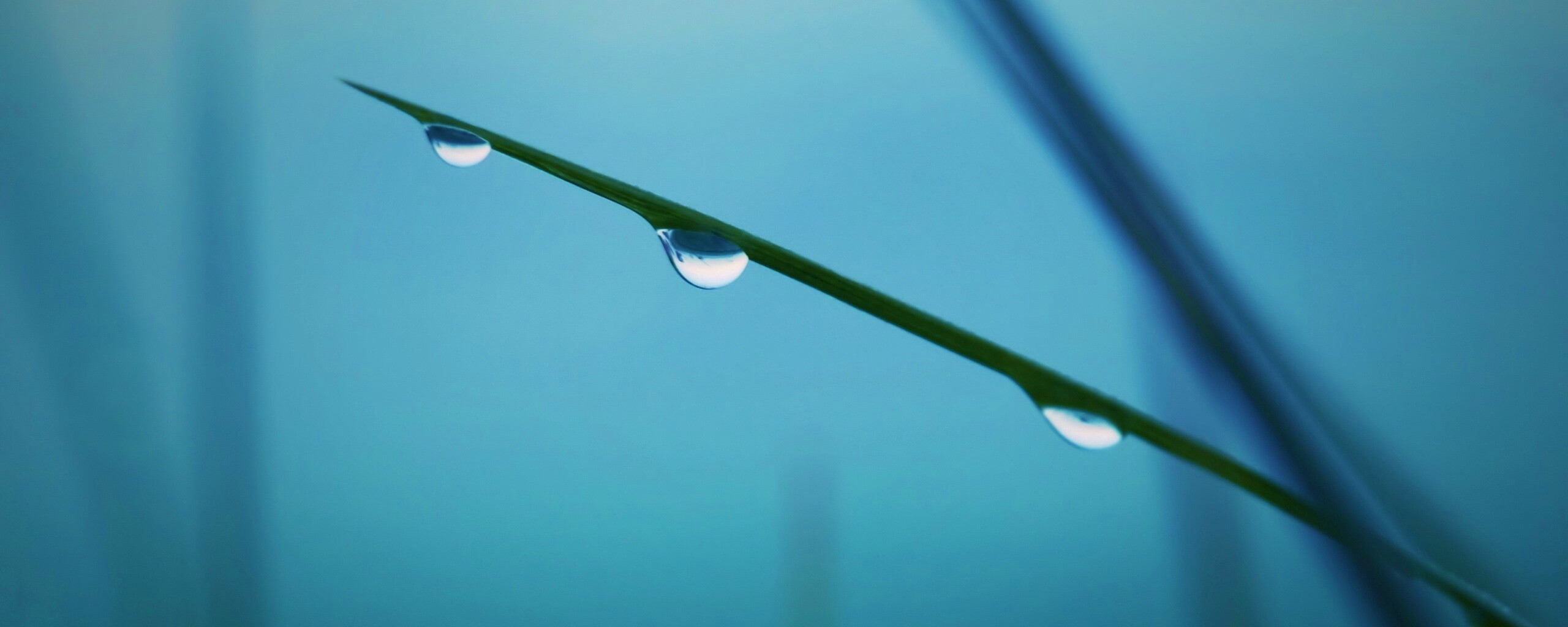 Трава после дождя обои