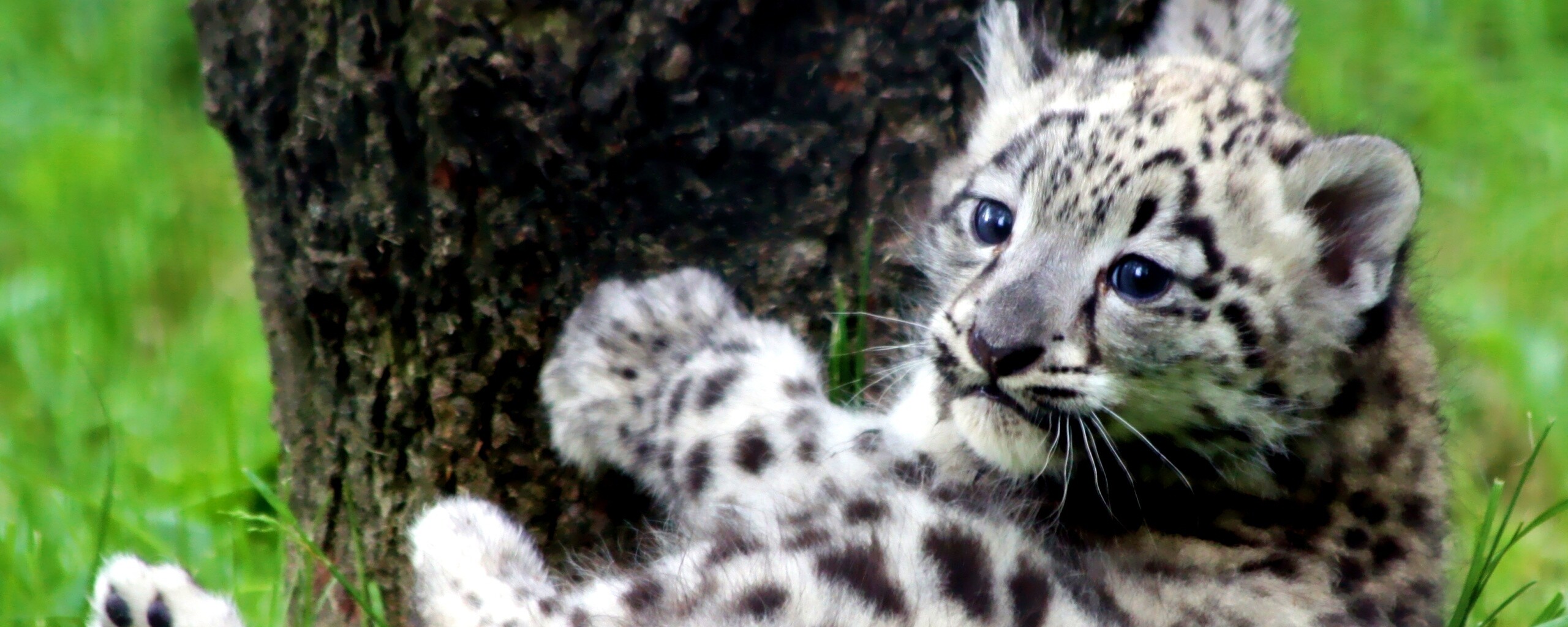 Котенок большой дикой кошки обои