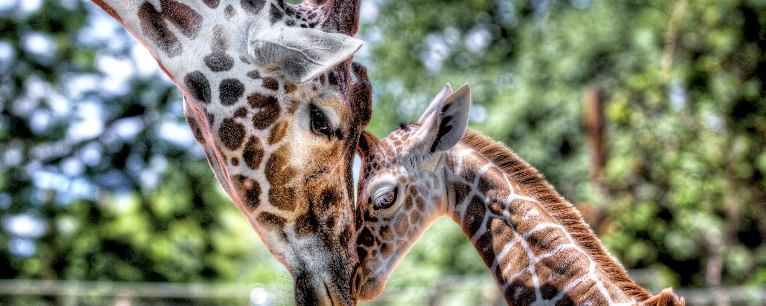 Жирафа и жирафёнок обои