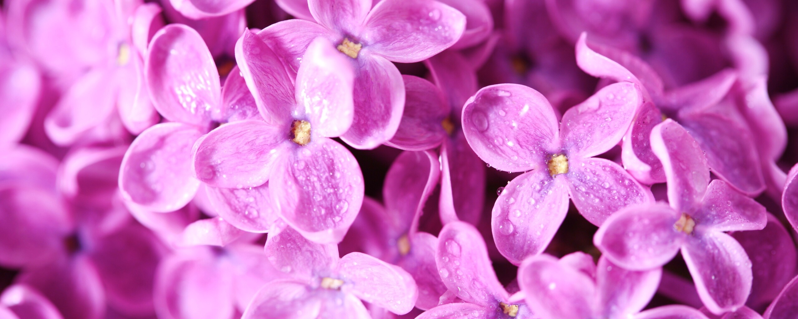 Цветы сирени обои