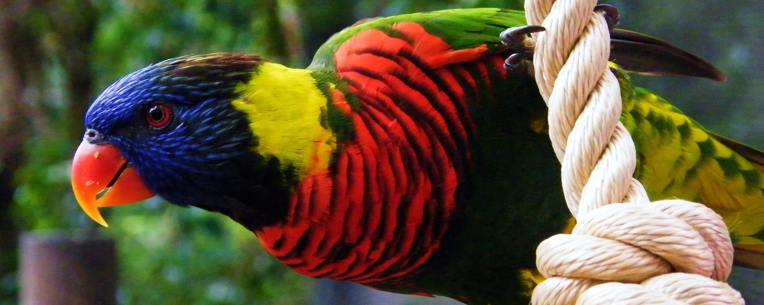 Попугай на канате обои