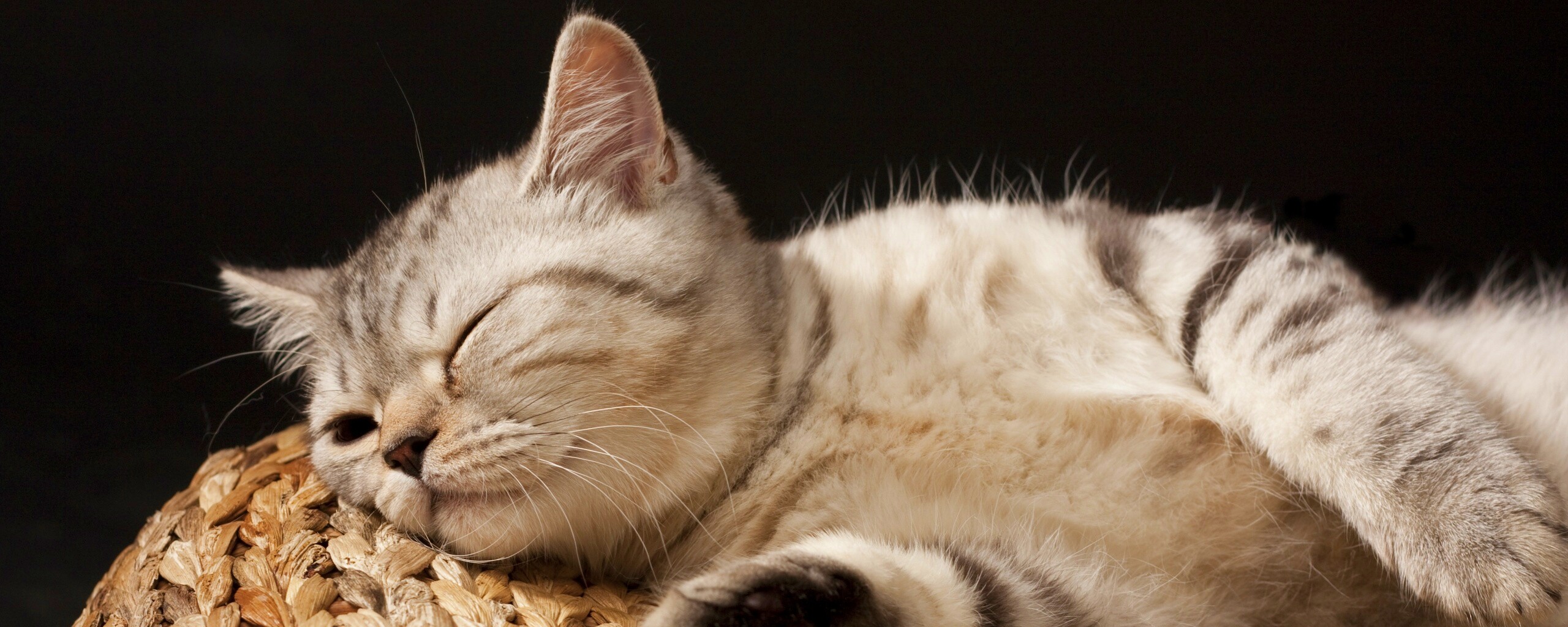 Пушистый кот спит на корзине обои