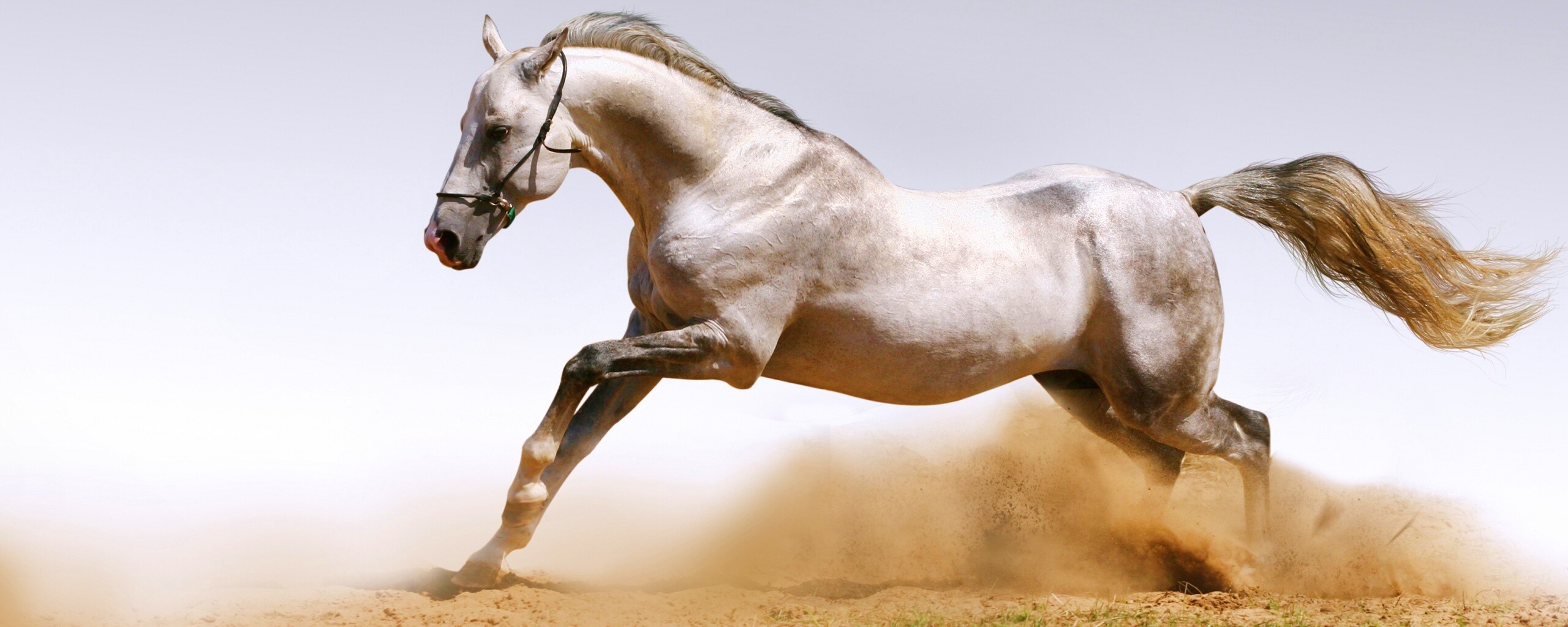 Скакун обои