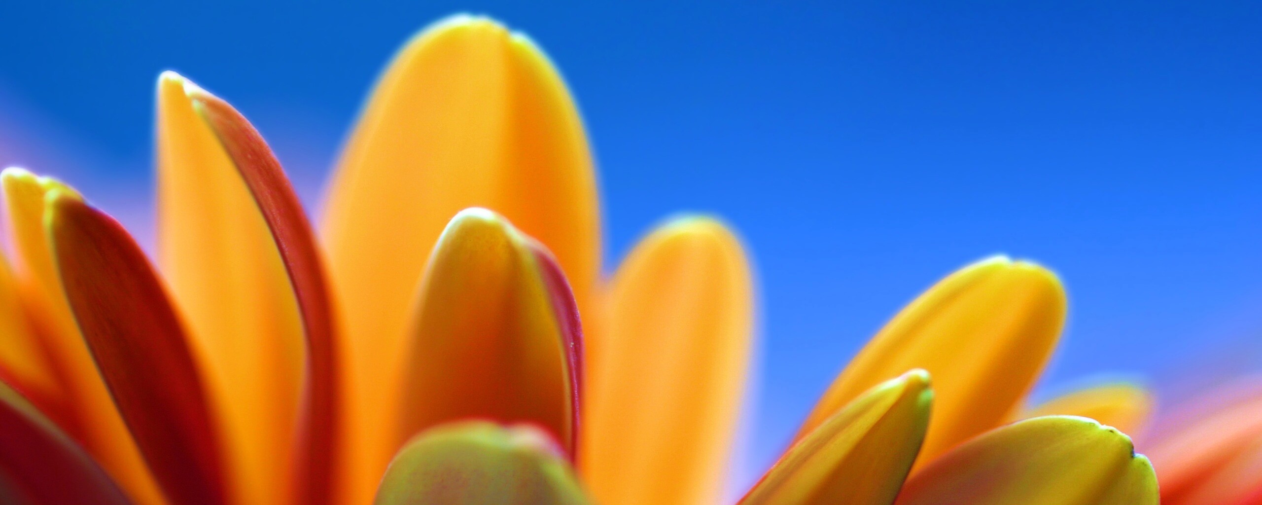 Лепестки хризантемы обои